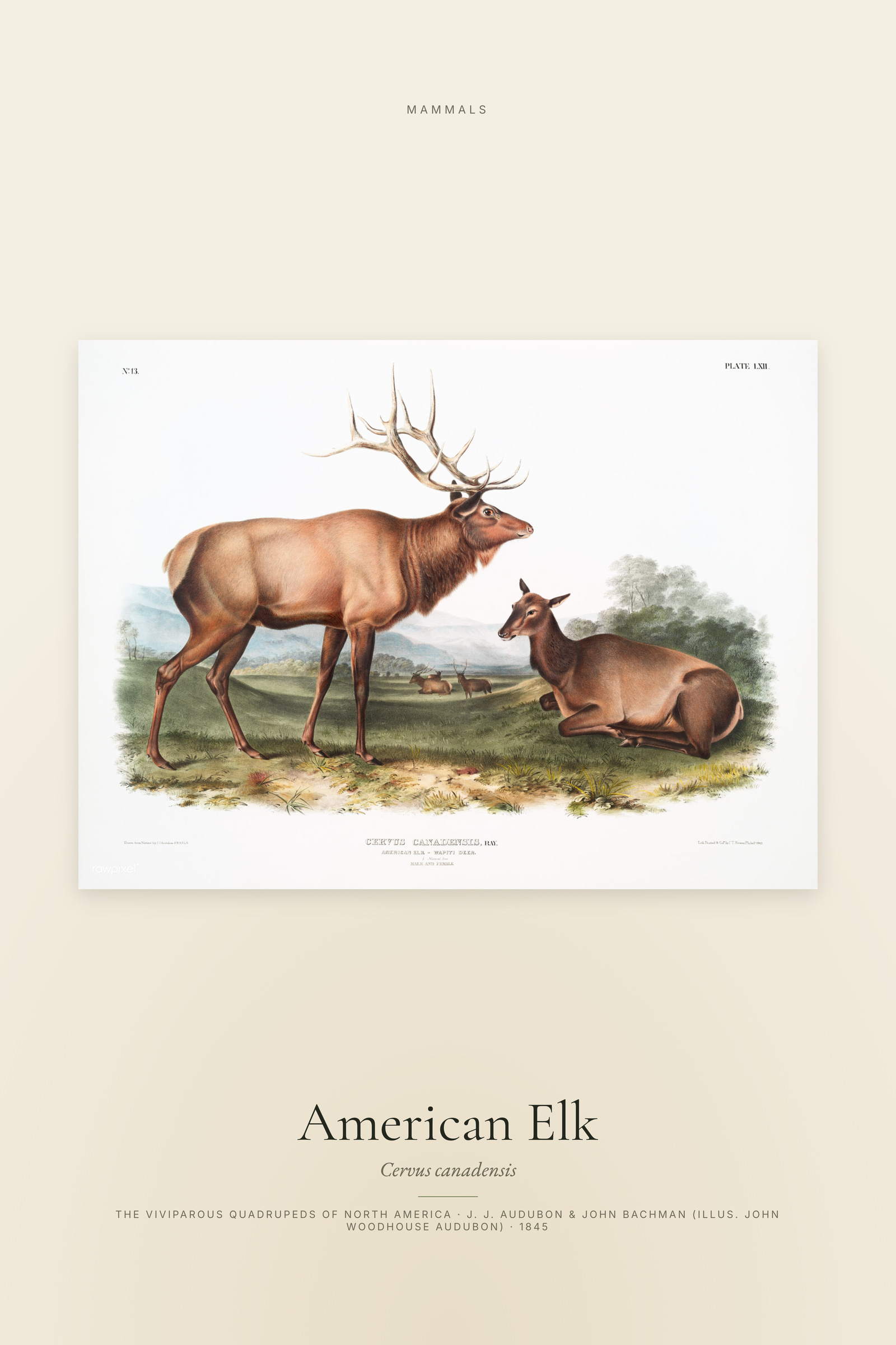American Elk