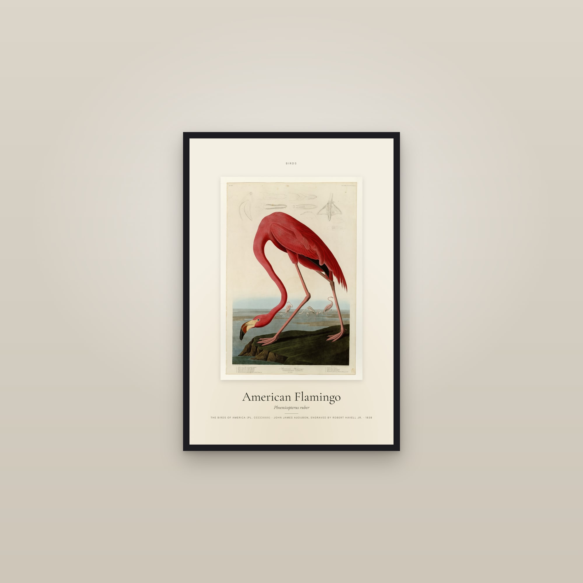 American Flamingo — Specimen — framed in a gallery setting