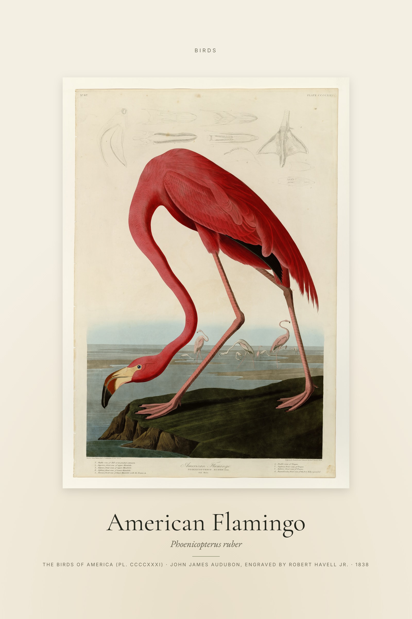 American Flamingo — Specimen