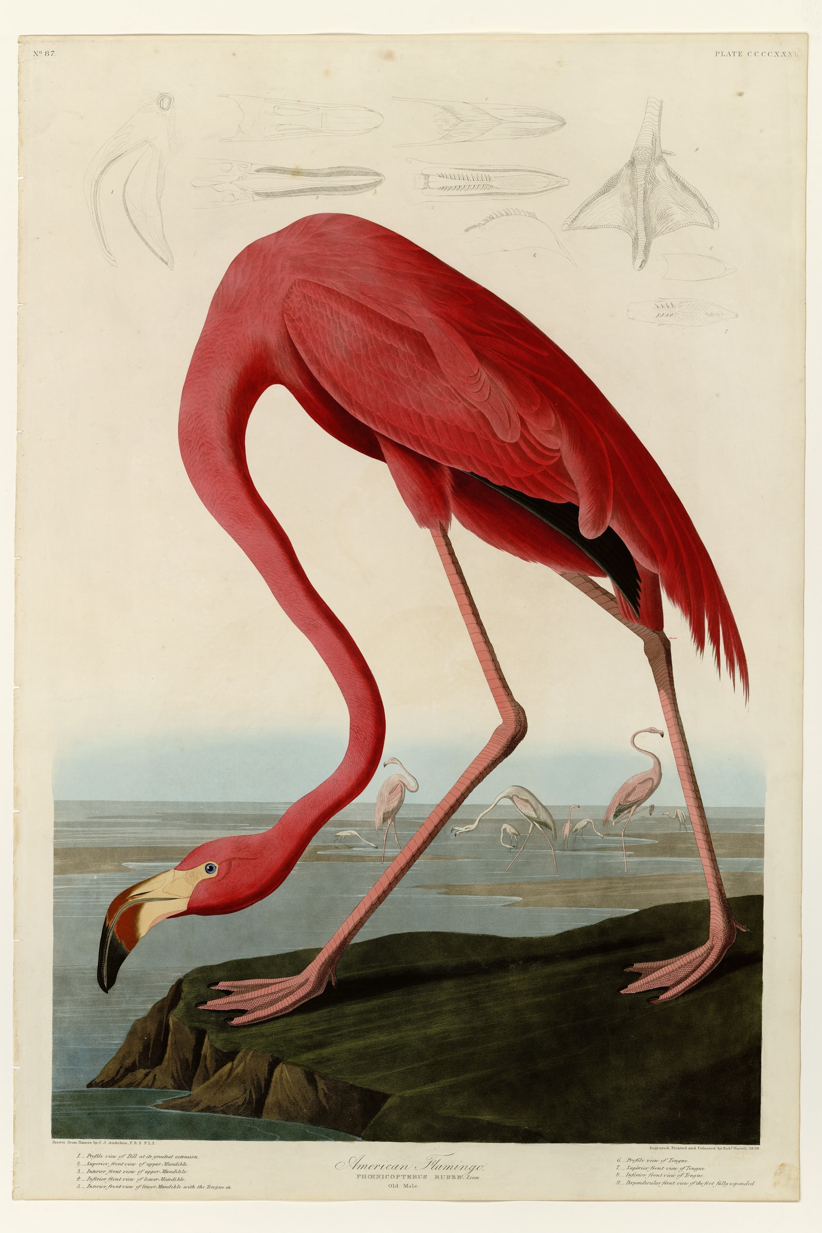 American Flamingo