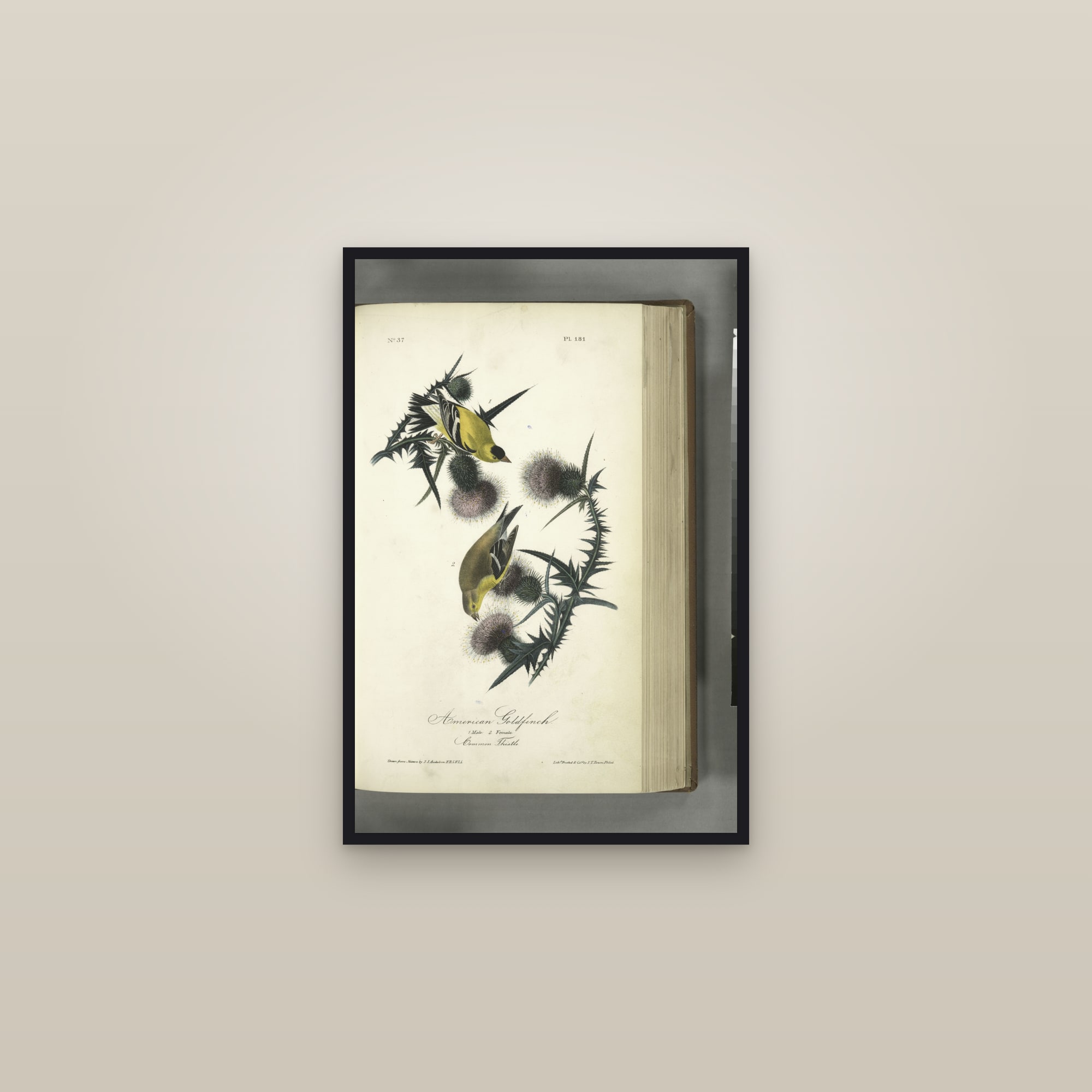 American Goldfinch — framed in a gallery setting