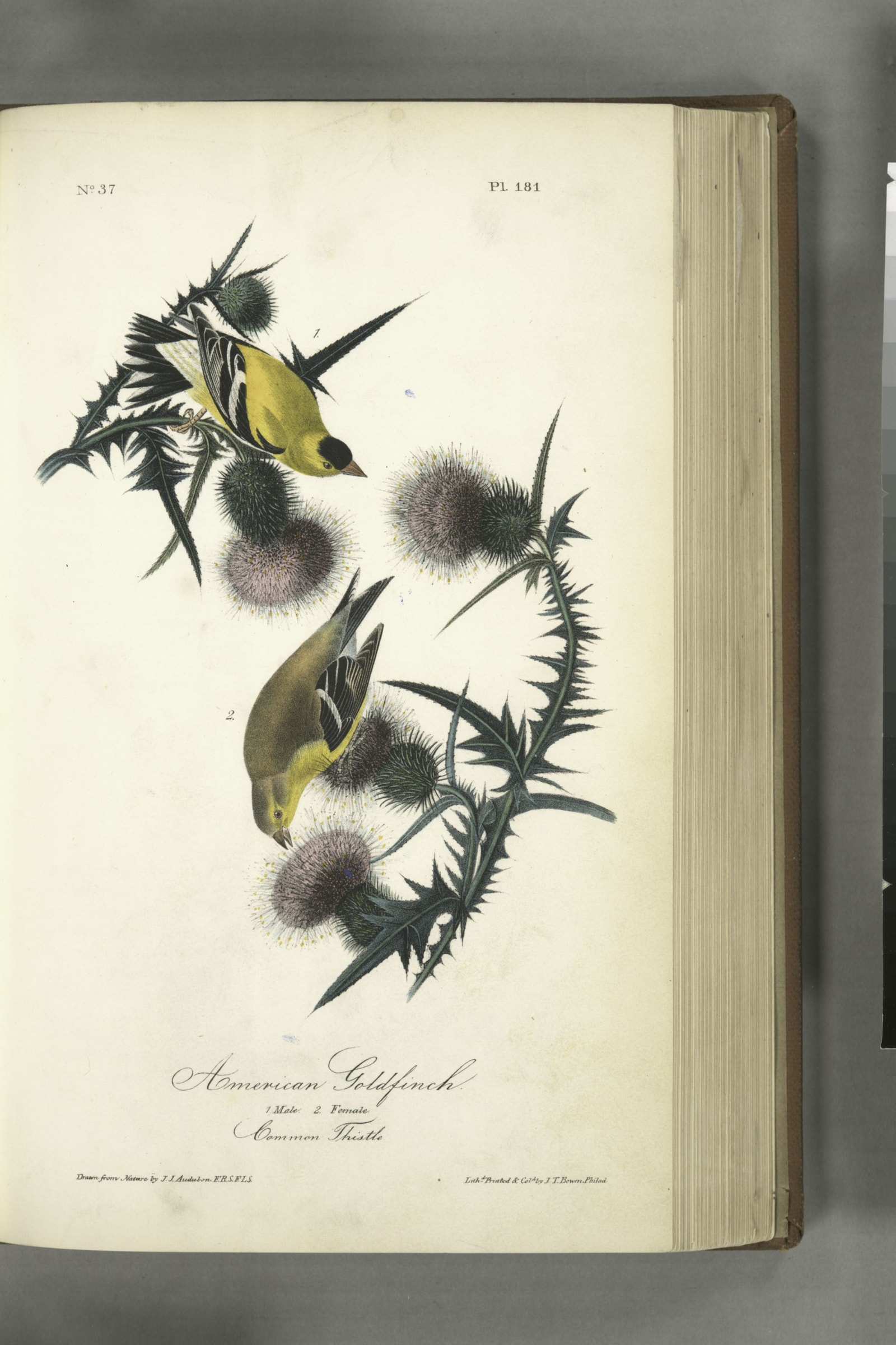 American Goldfinch