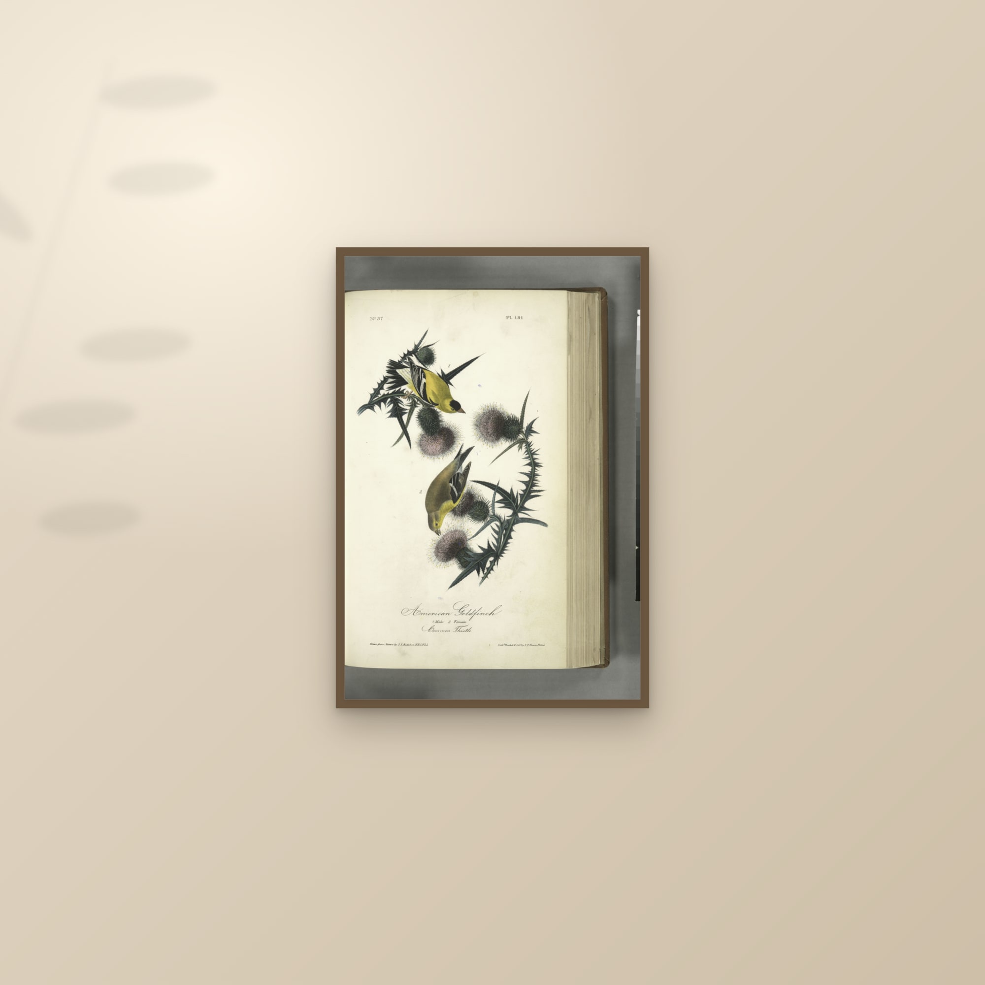 American Goldfinch — framed and styled on a sunlit wall