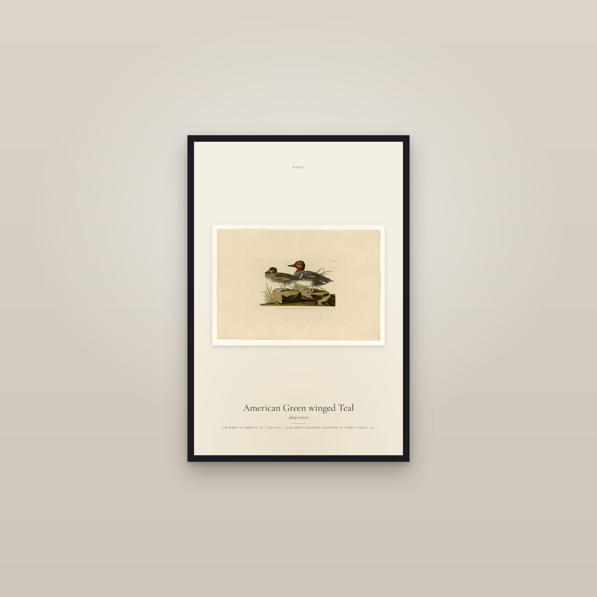 American Green winged Teal — framed in a gallery setting