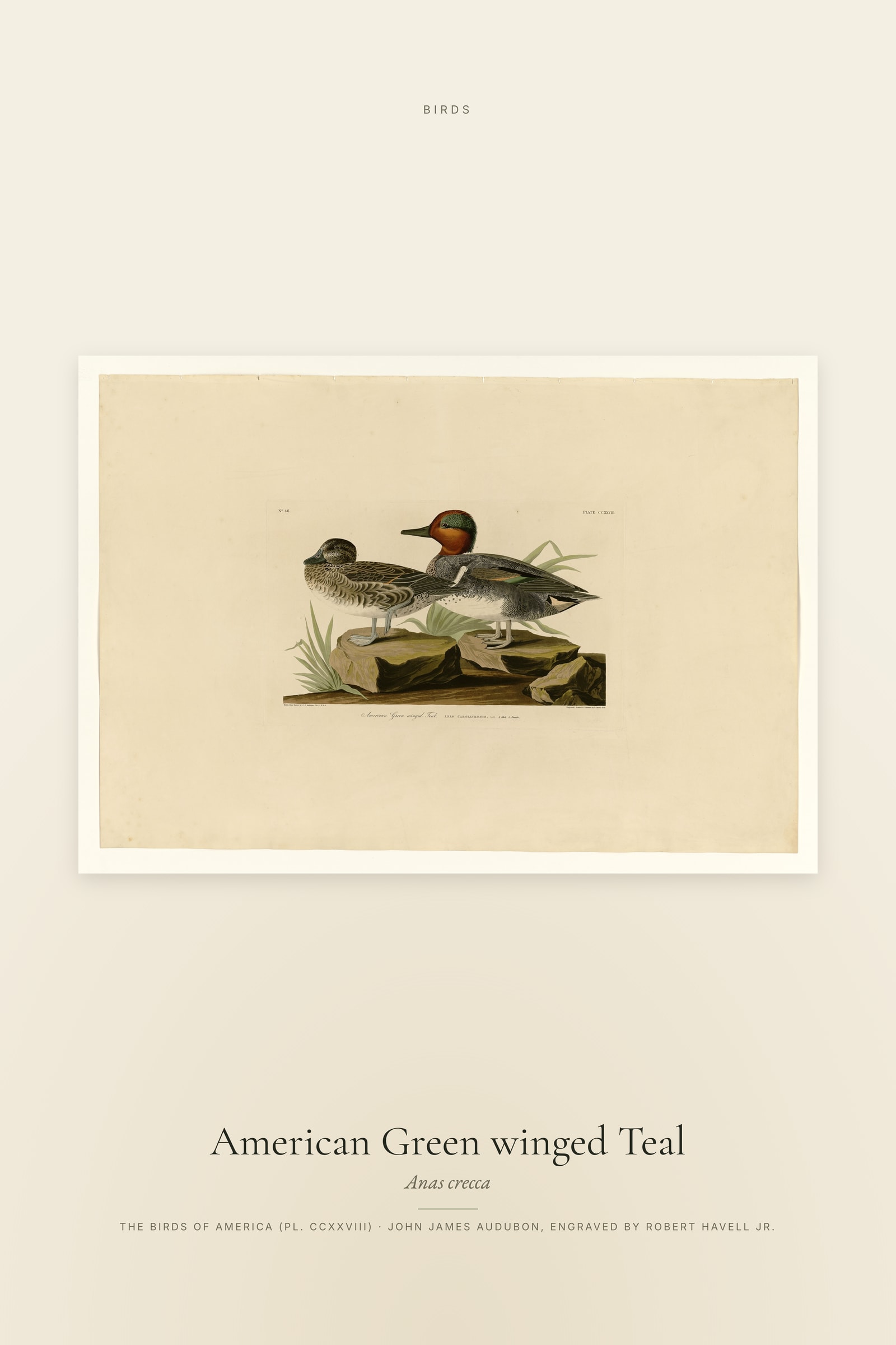 American Green winged Teal