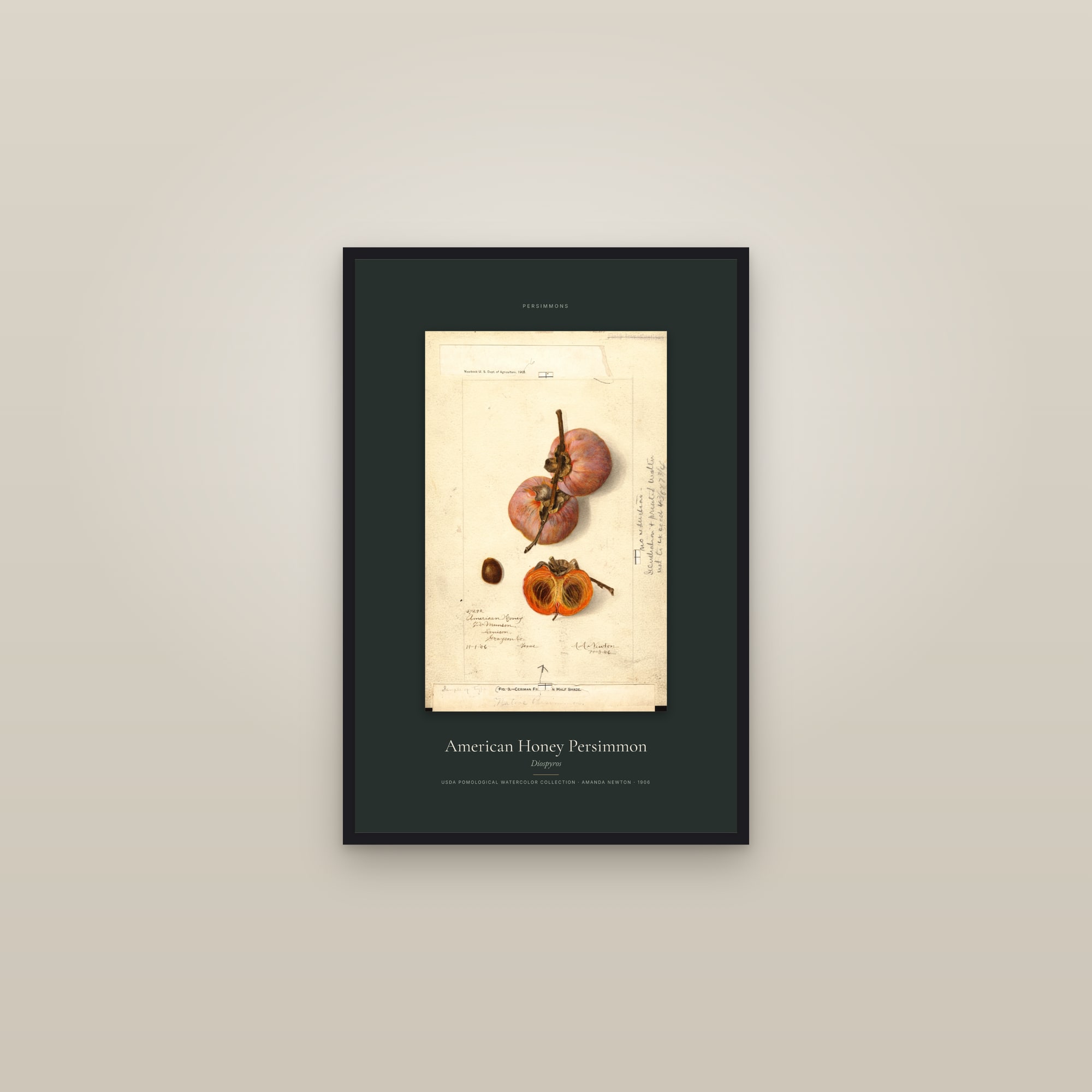 American Honey Persimmon — Specimen — framed in a gallery setting