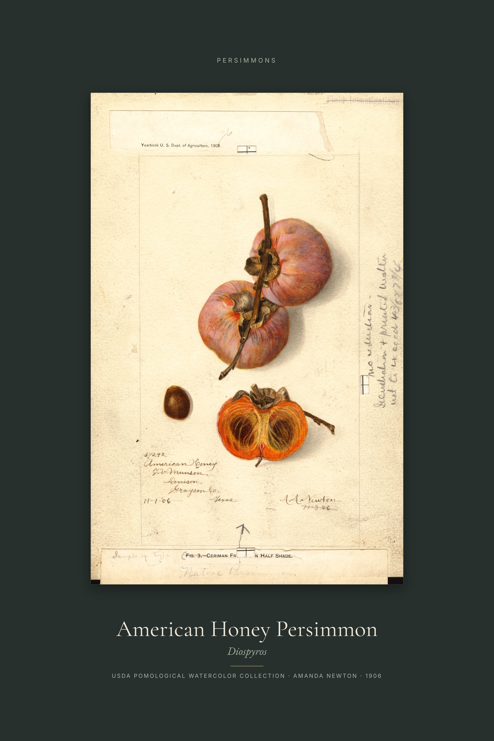 American Honey Persimmon — Specimen