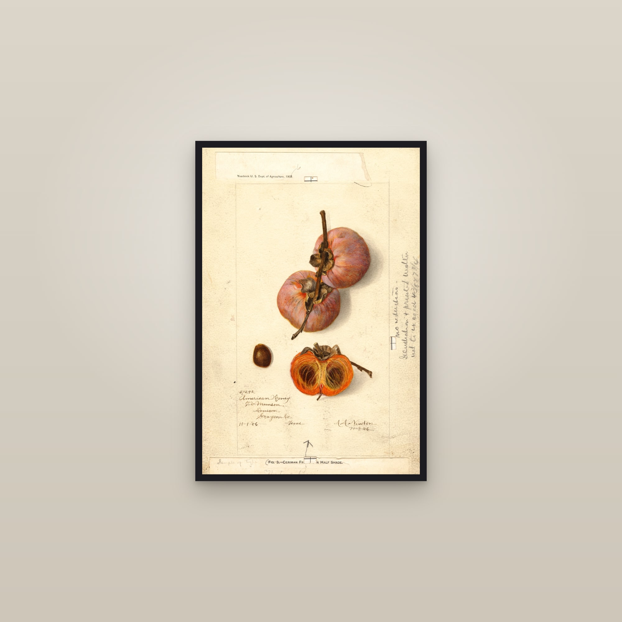 American Honey Persimmon — framed in a gallery setting