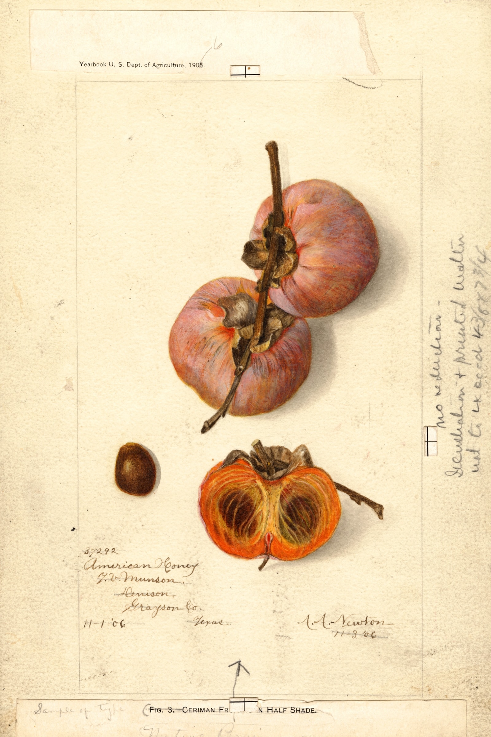 American Honey Persimmon