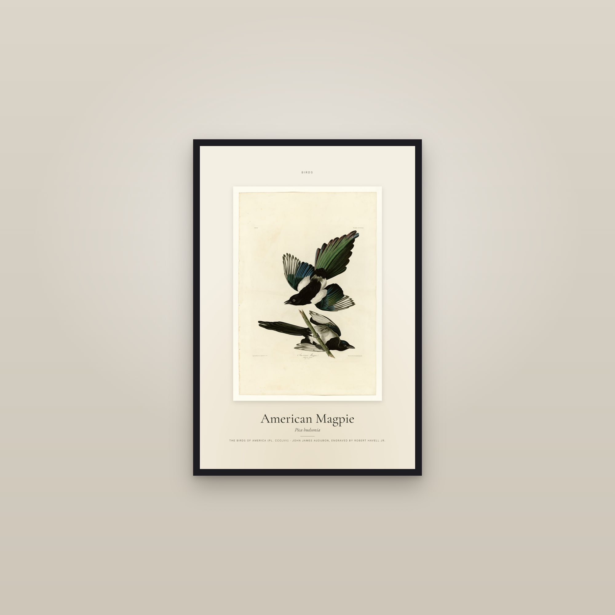 American Magpie — Specimen — framed in a gallery setting