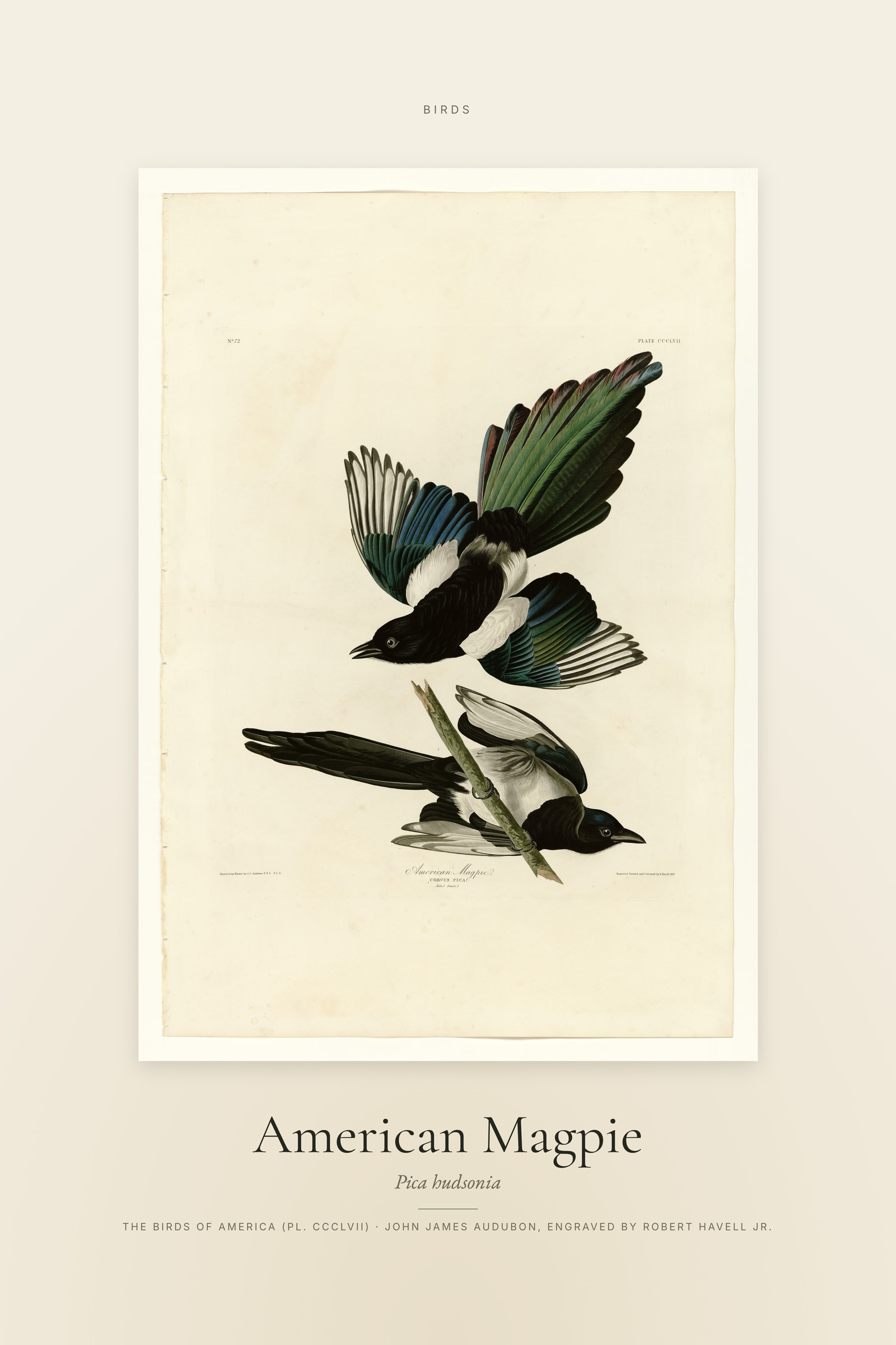 American Magpie — Specimen