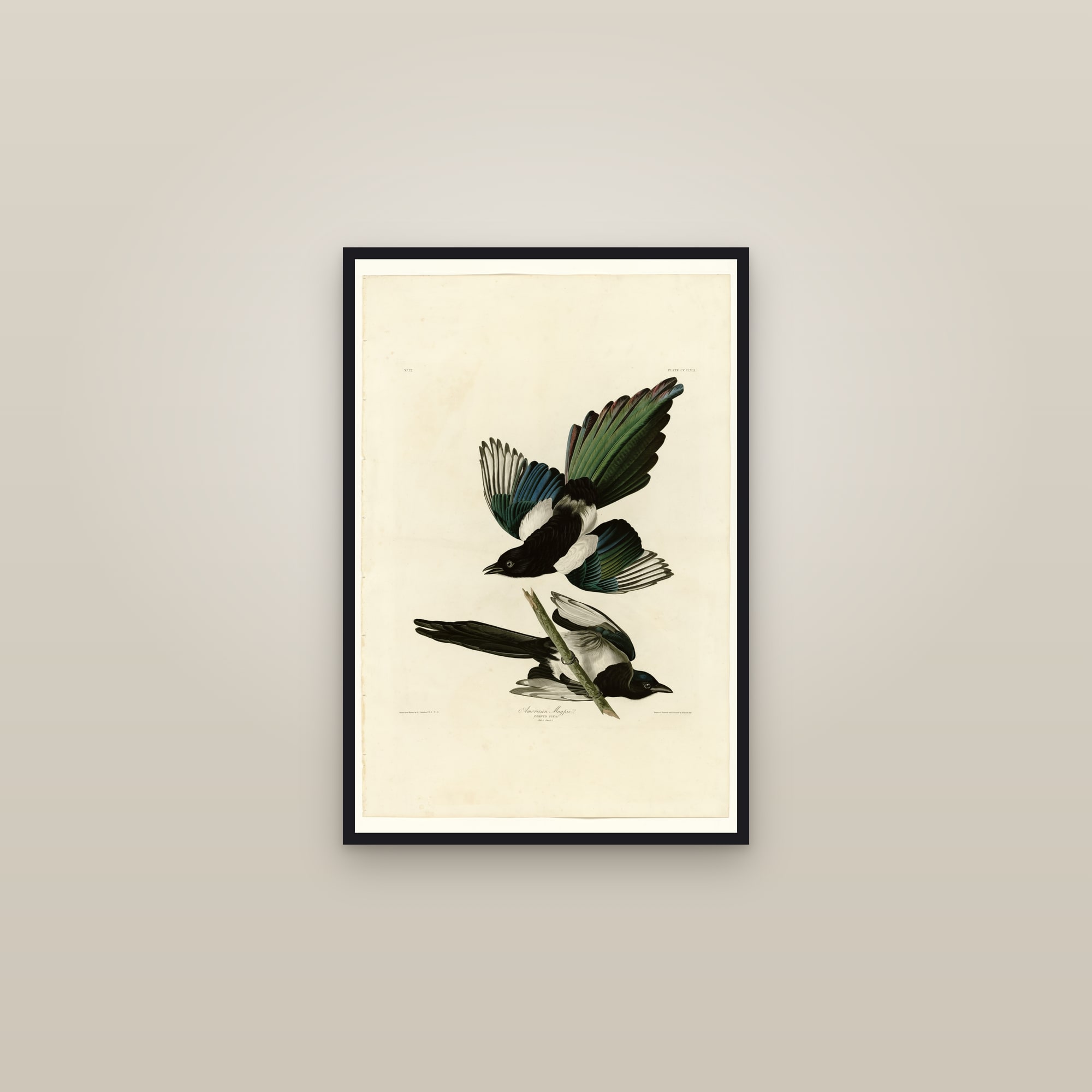 American Magpie — framed in a gallery setting
