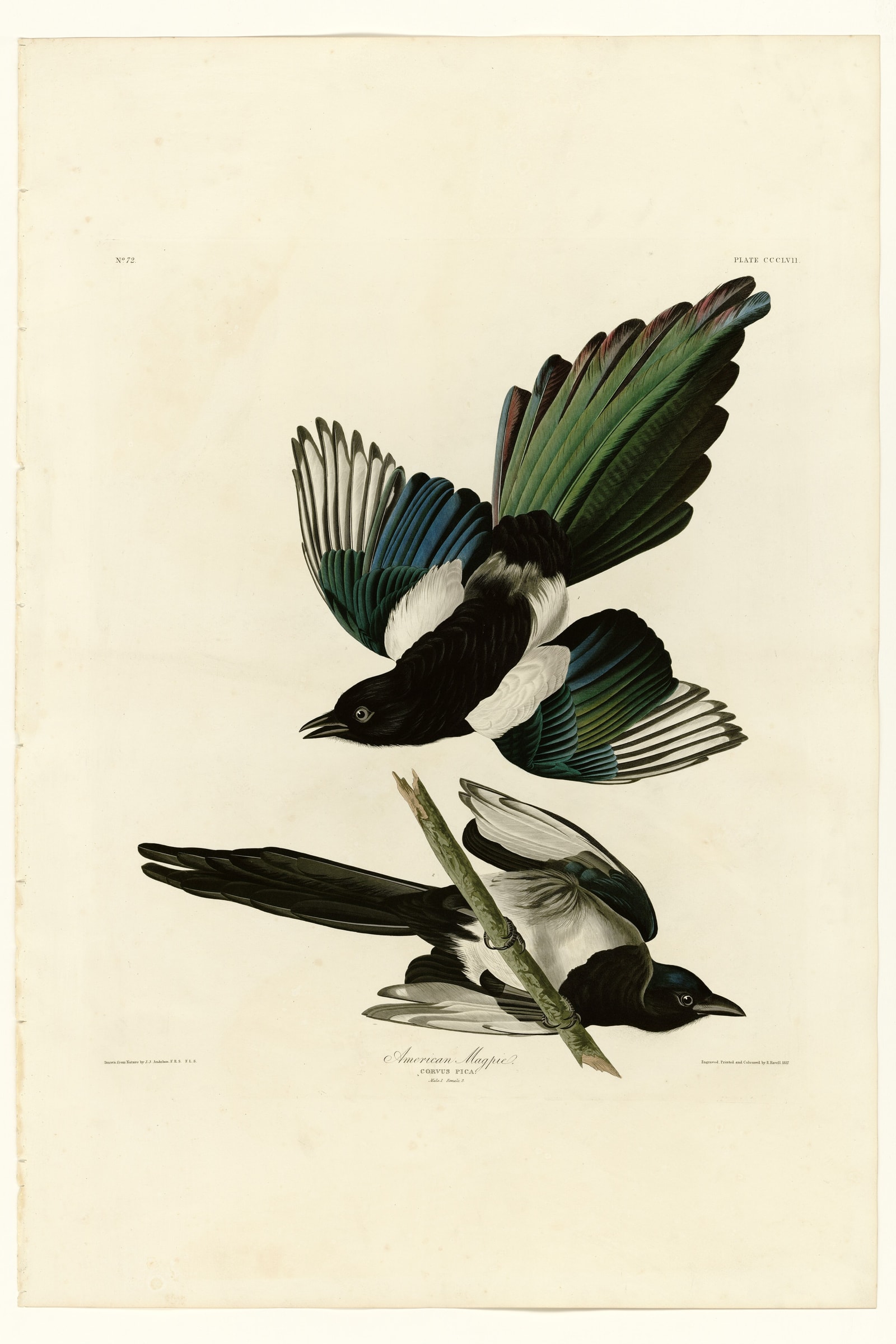 American Magpie
