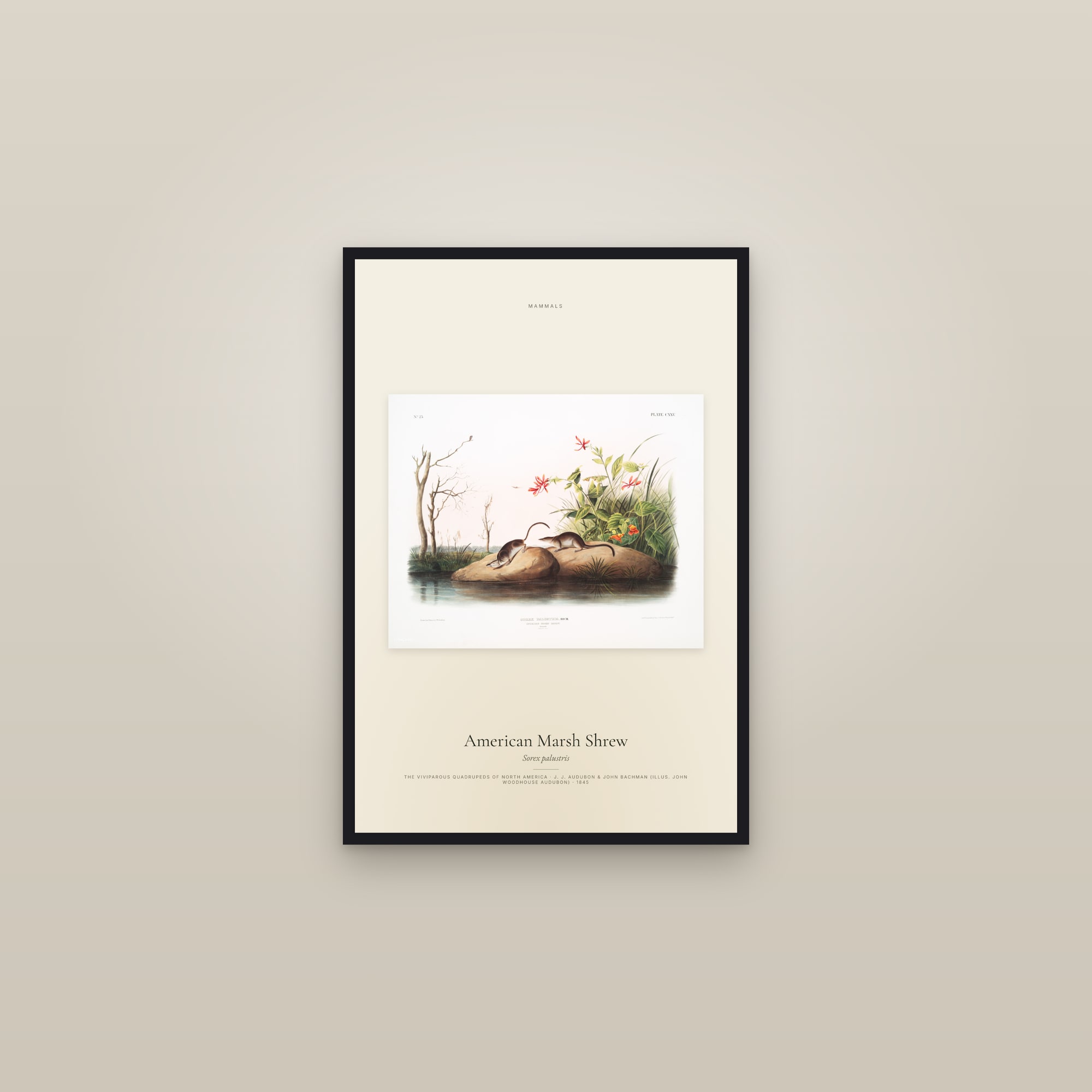 American Marsh Shrew — framed in a gallery setting