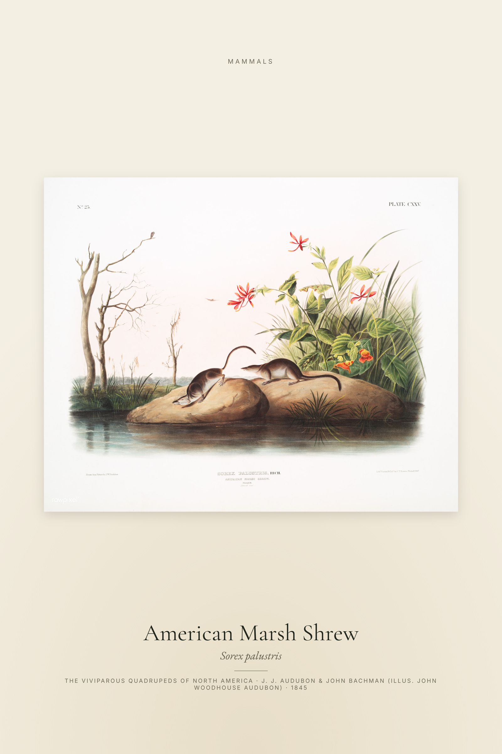 American Marsh Shrew