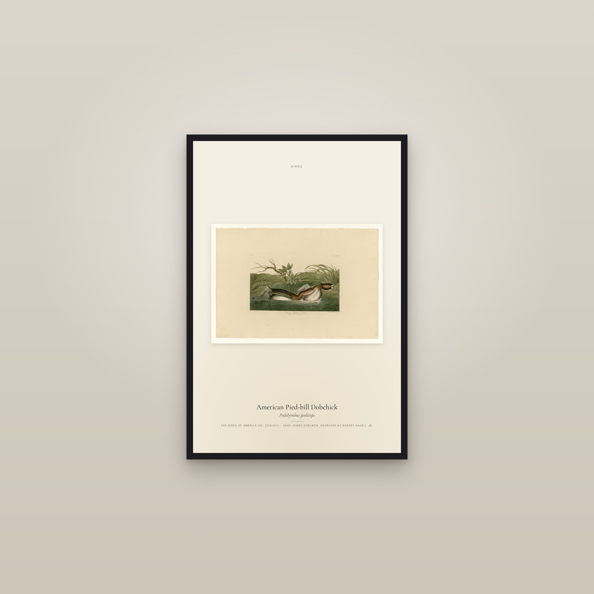 American Pied-bill Dobchick — framed in a gallery setting