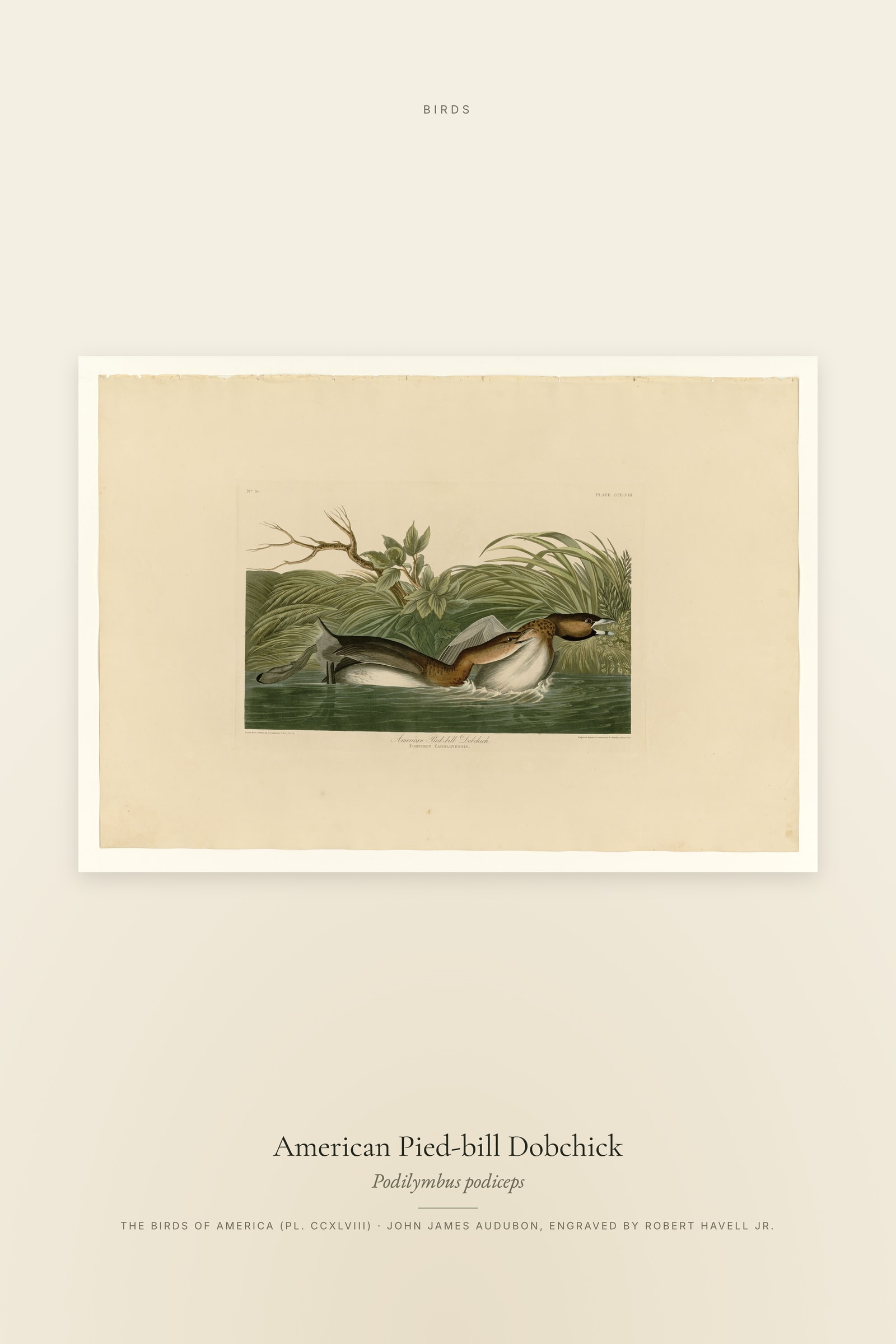 American Pied-bill Dobchick