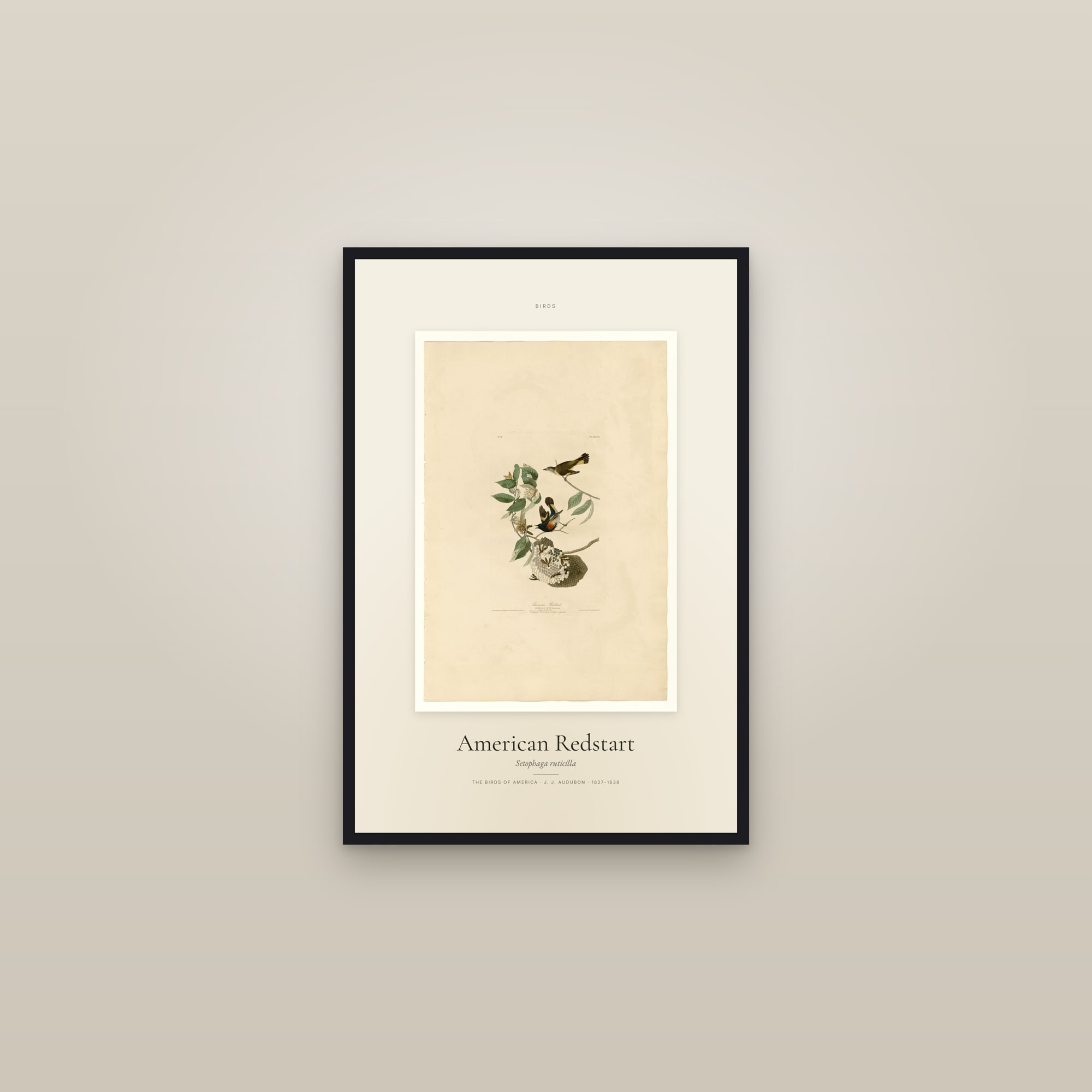 American Redstart — Specimen — framed in a gallery setting