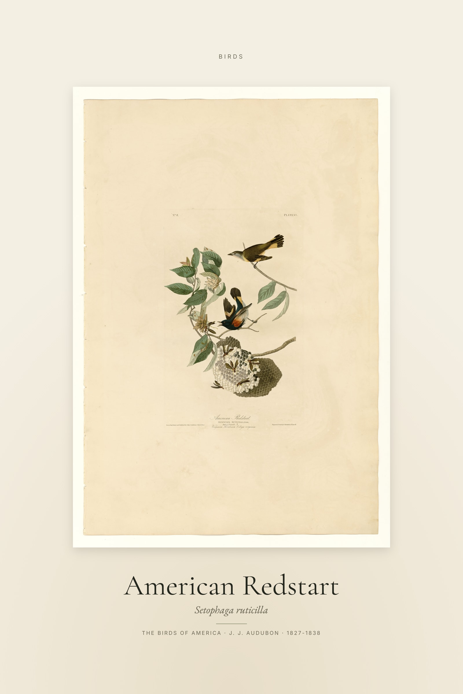 American Redstart — Specimen