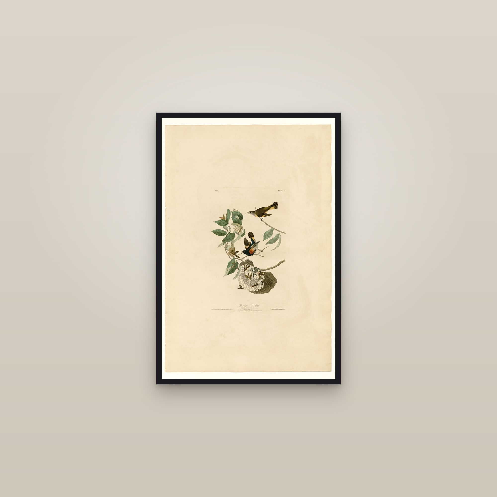 American Redstart — framed in a gallery setting