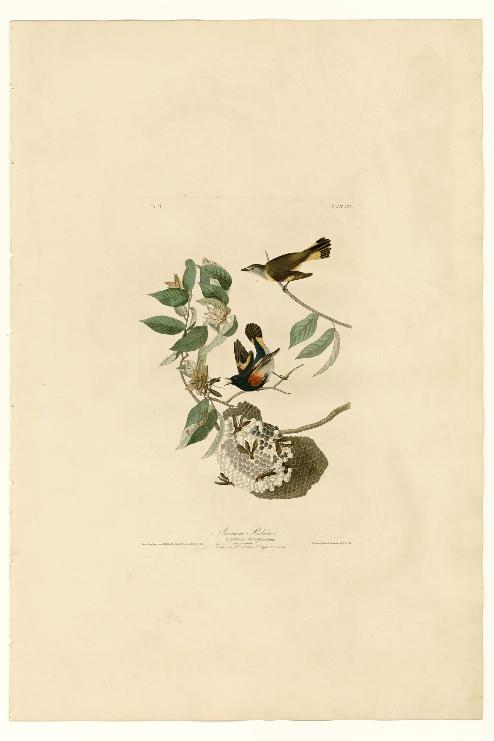 American Redstart