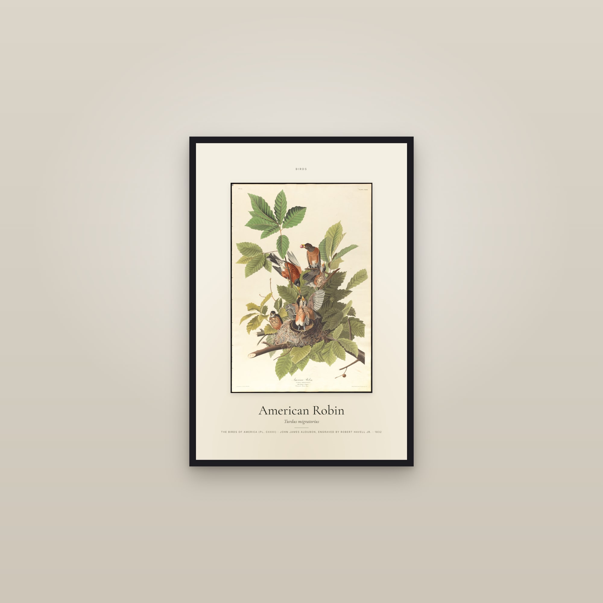 American Robin — Specimen — framed in a gallery setting
