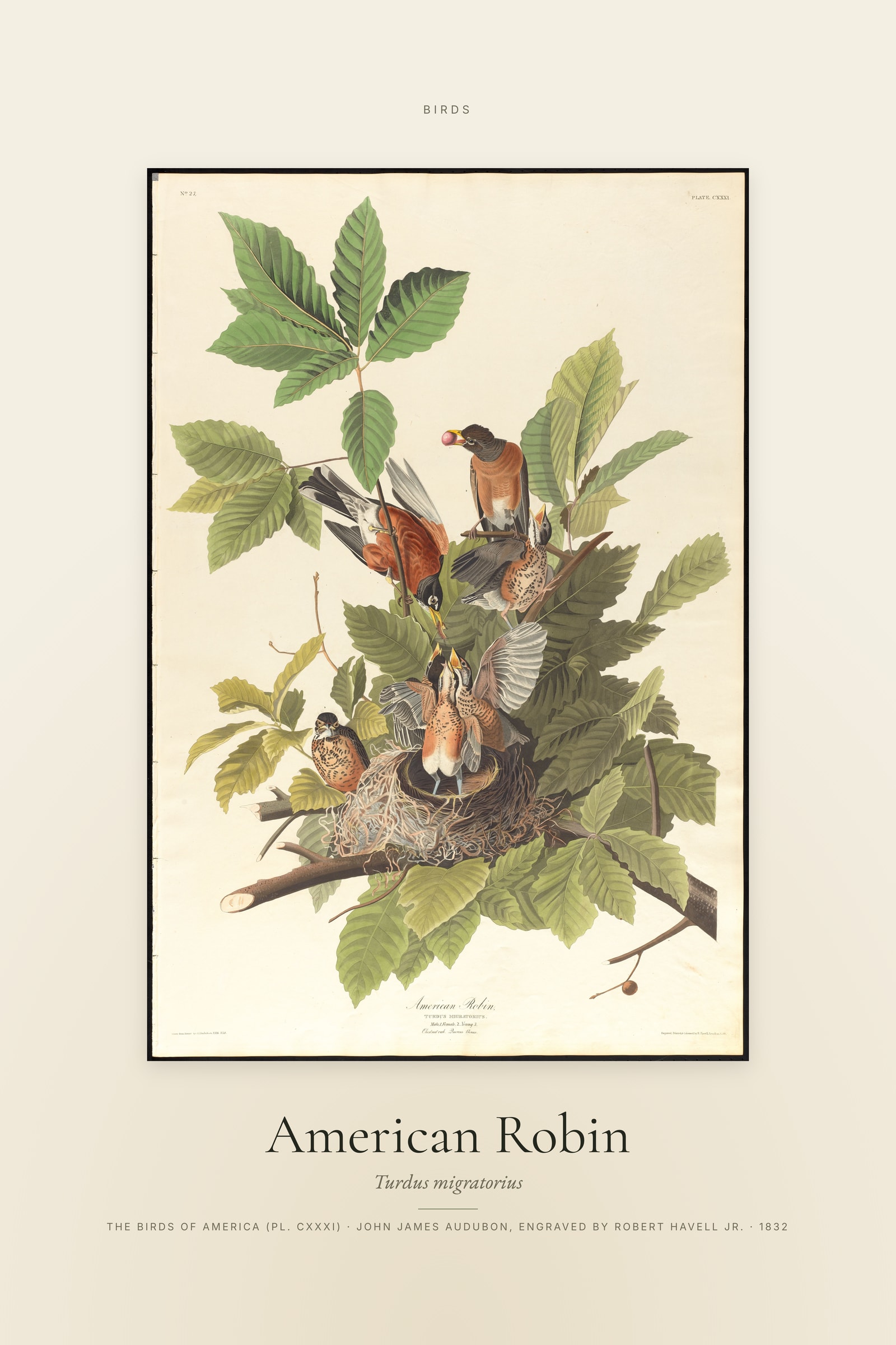 American Robin — Specimen