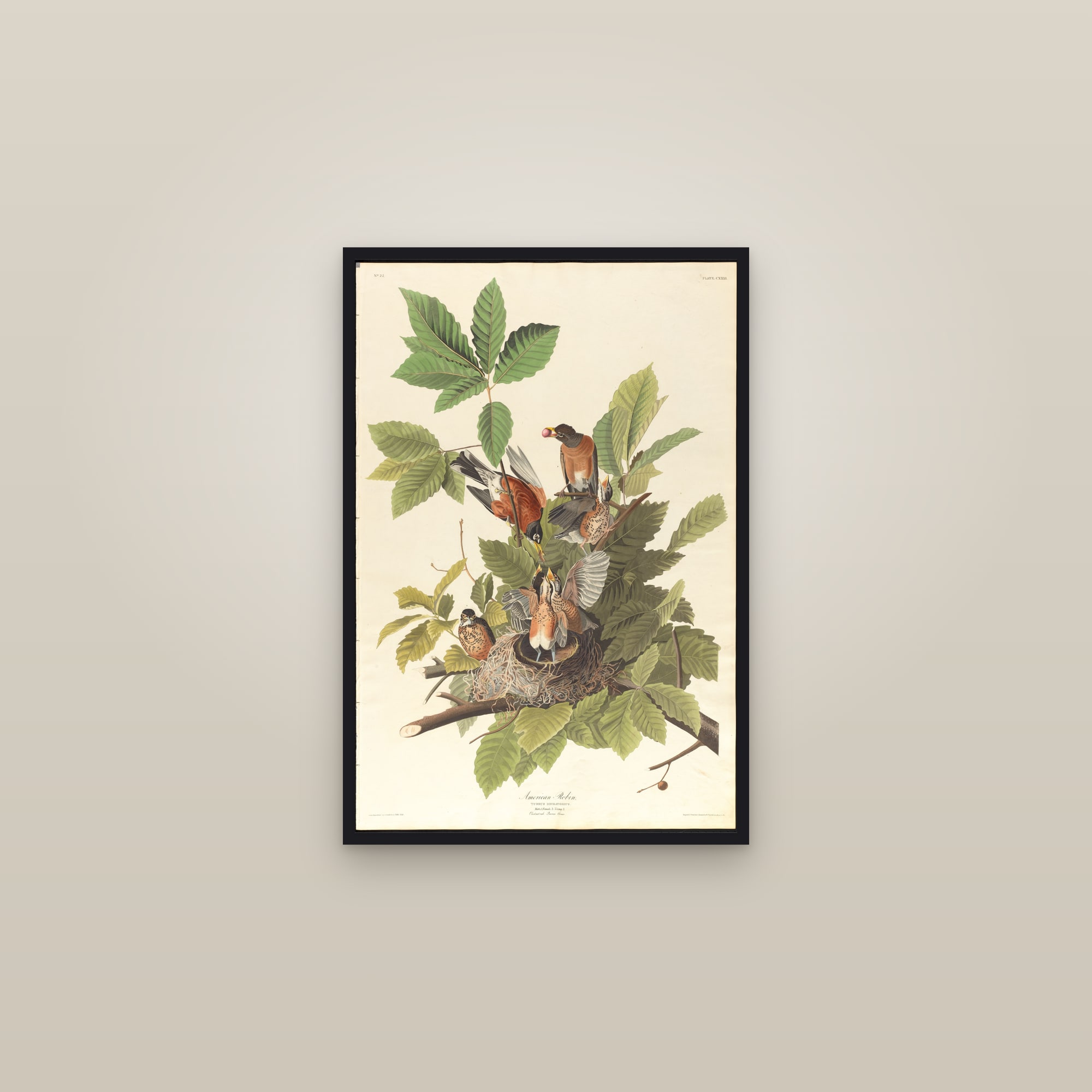 American Robin — framed in a gallery setting