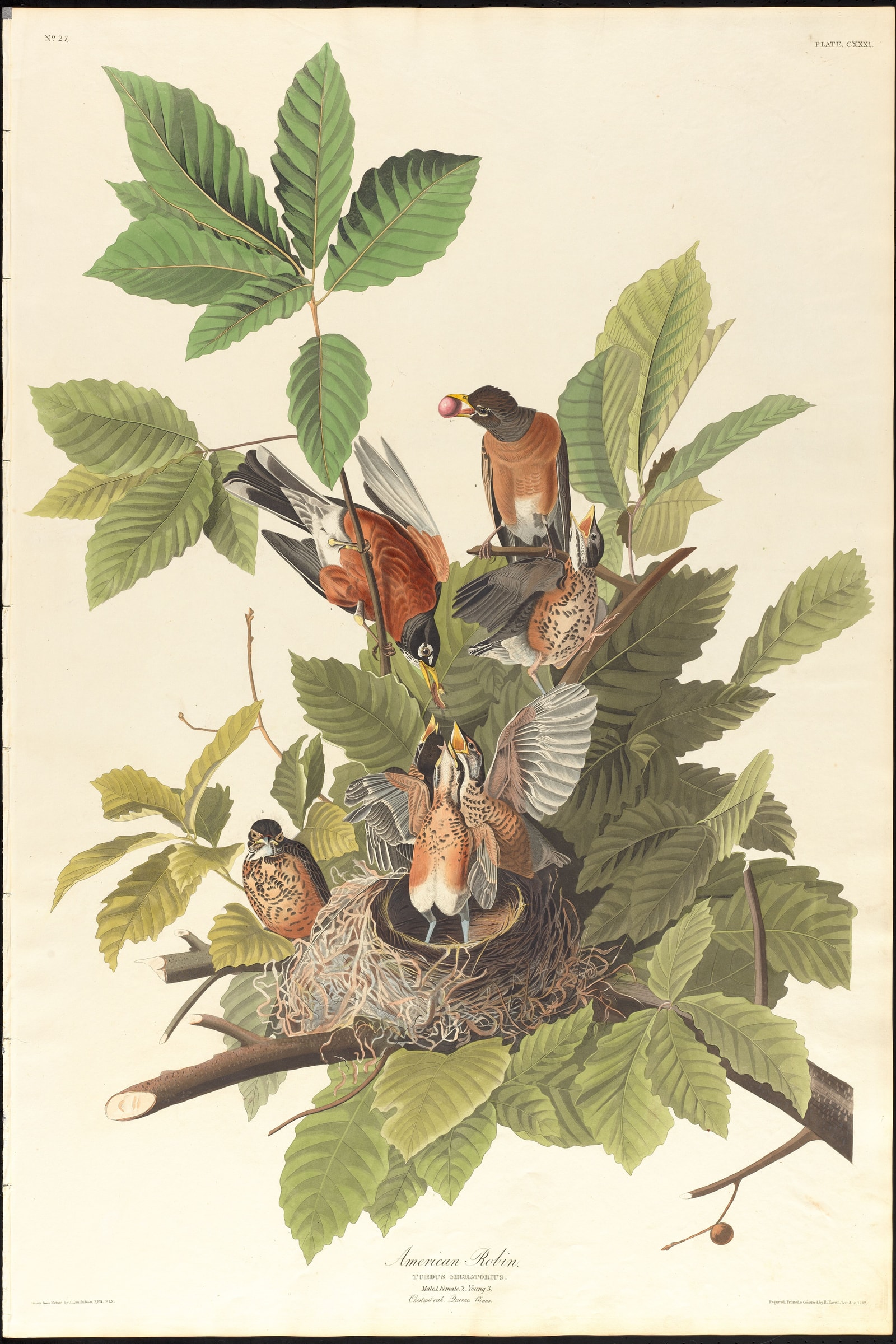 American Robin