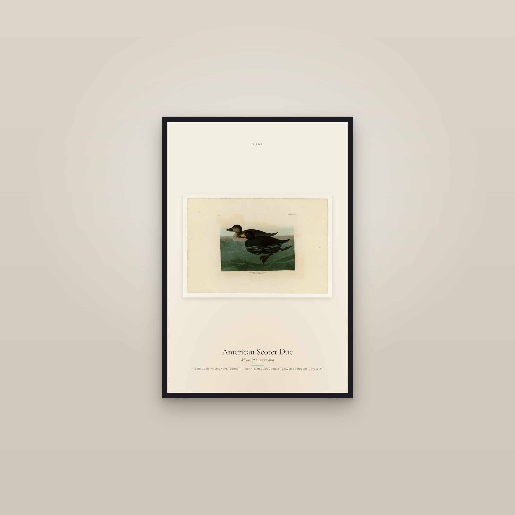 American Scoter Duc — framed in a gallery setting