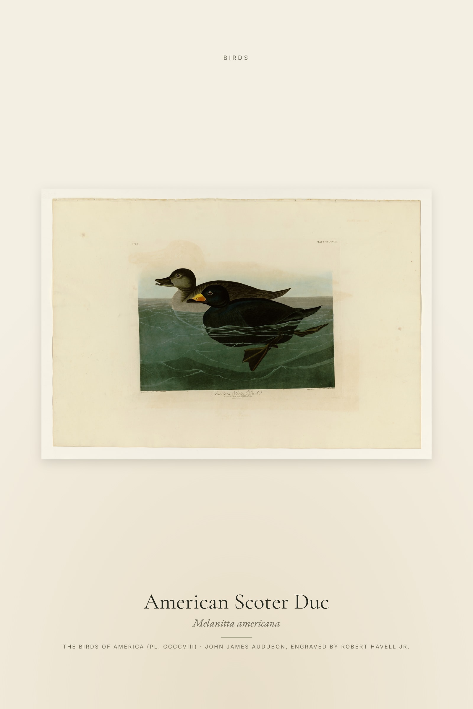 American Scoter Duc