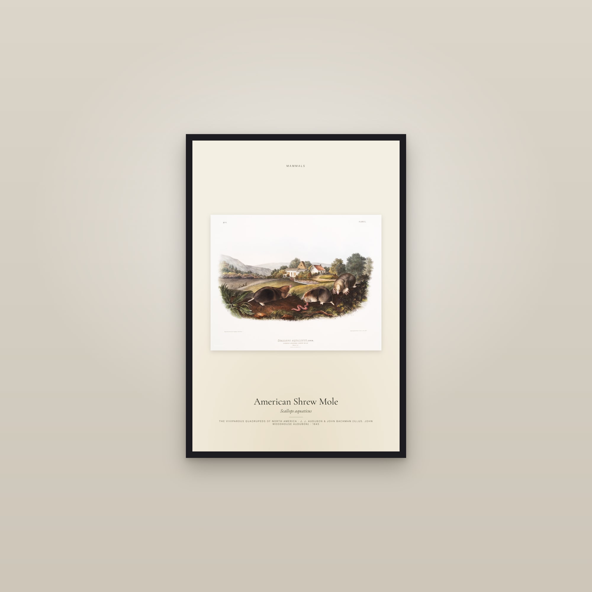 American Shrew Mole — framed in a gallery setting