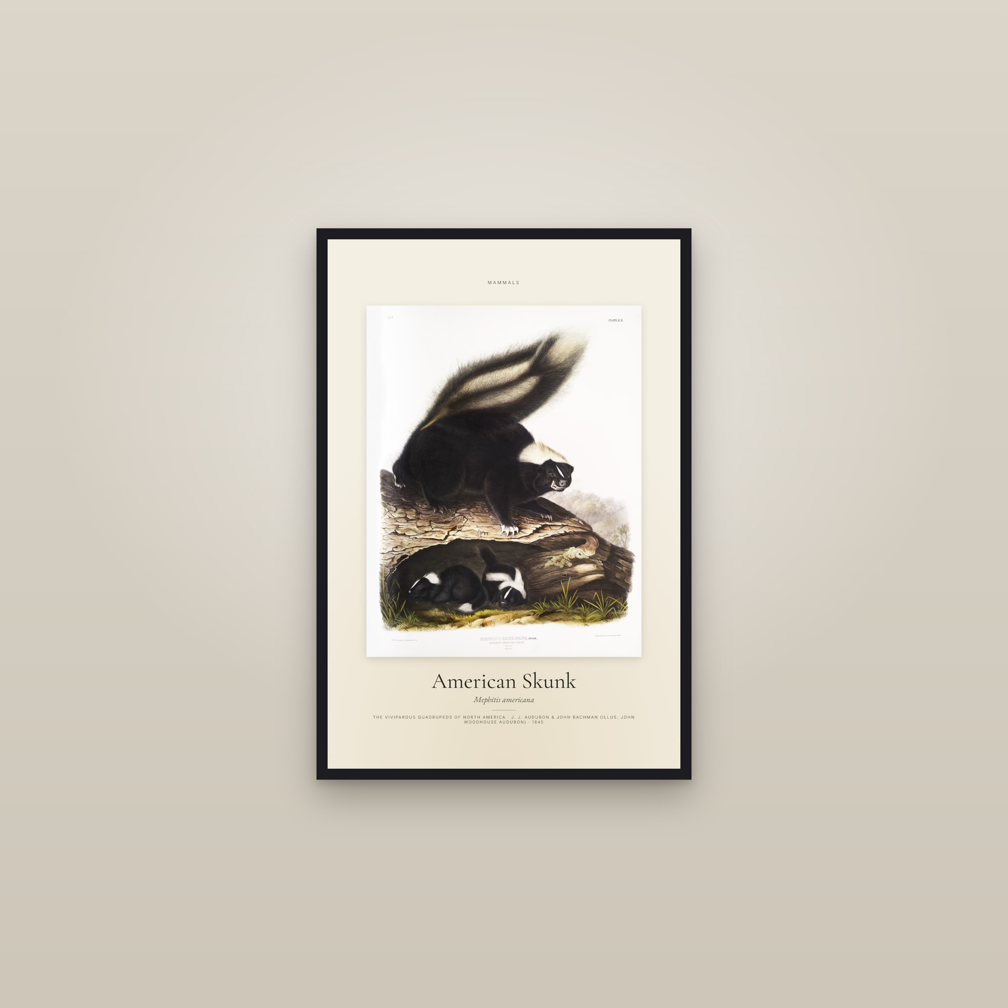 American Skunk — Specimen — framed in a gallery setting