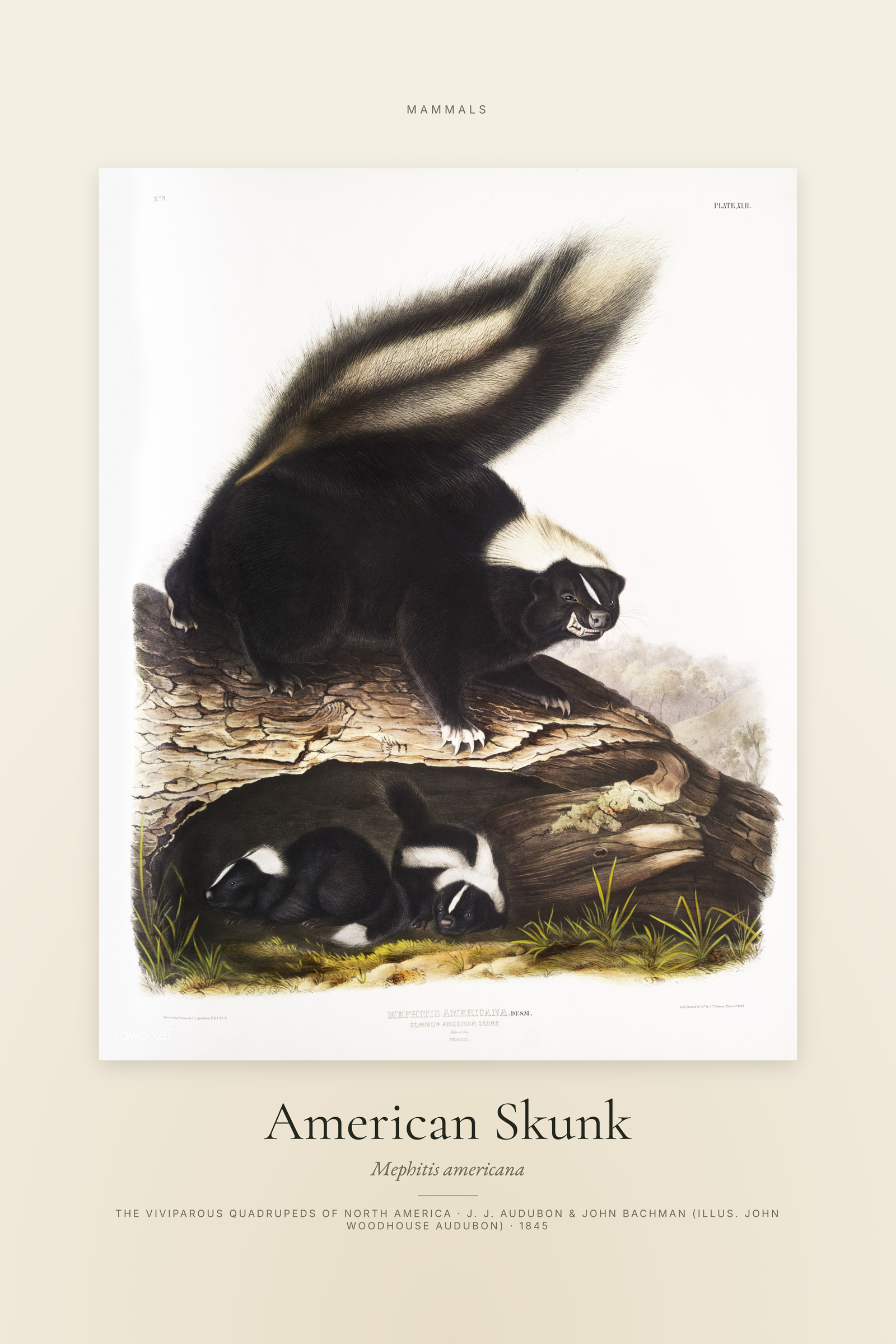 American Skunk — Specimen