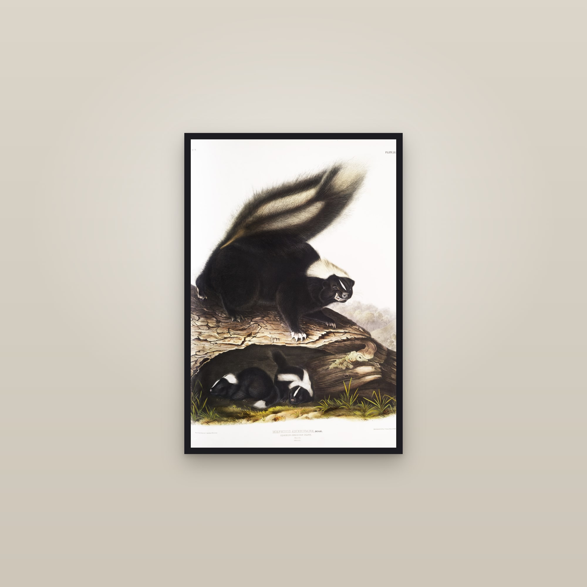American Skunk — framed in a gallery setting
