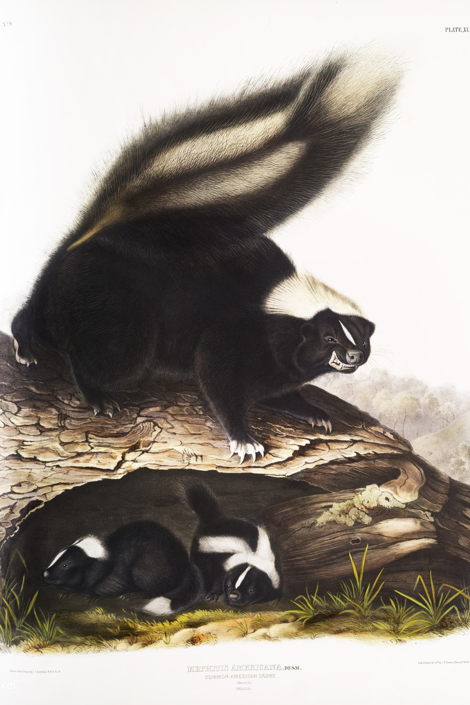 American Skunk