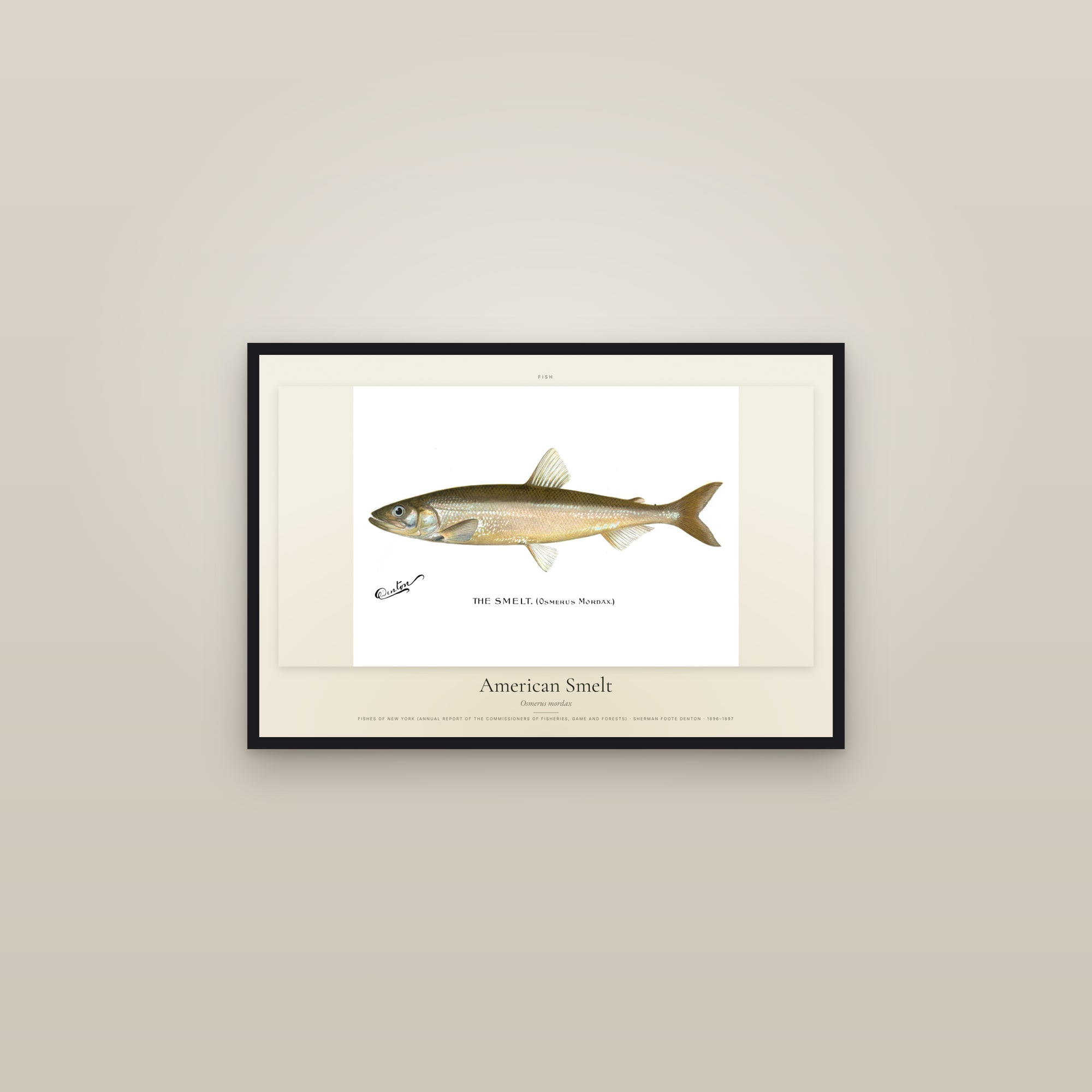 American Smelt — framed in a gallery setting
