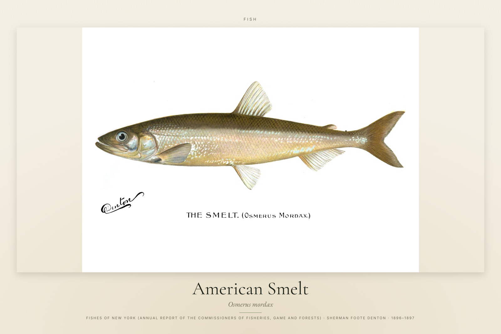 American Smelt
