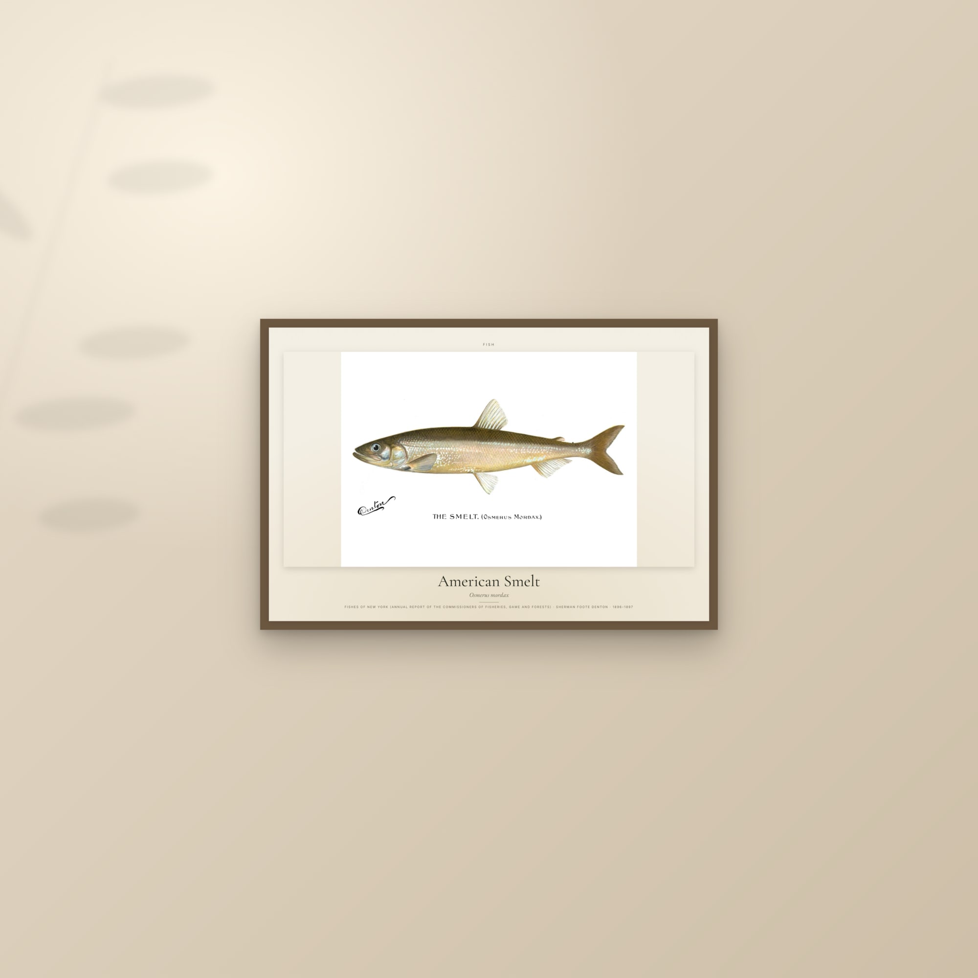 American Smelt — framed and styled on a sunlit wall