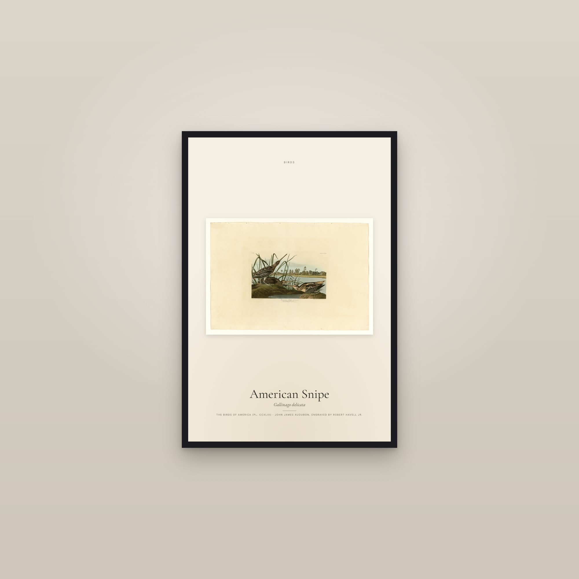American Snipe — framed in a gallery setting