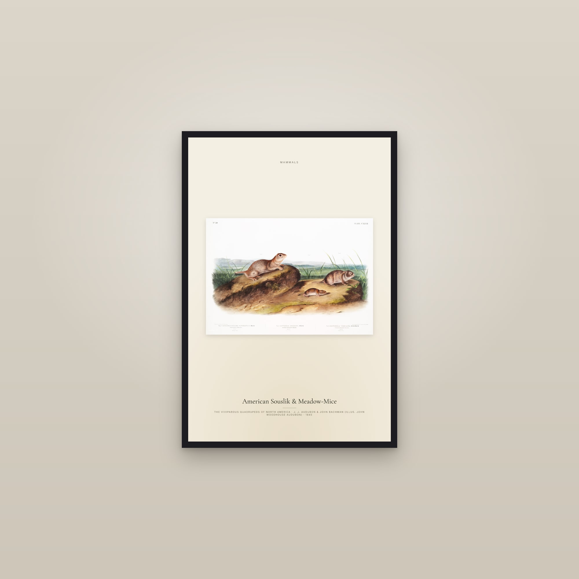 American Souslik & Meadow-Mice — framed in a gallery setting