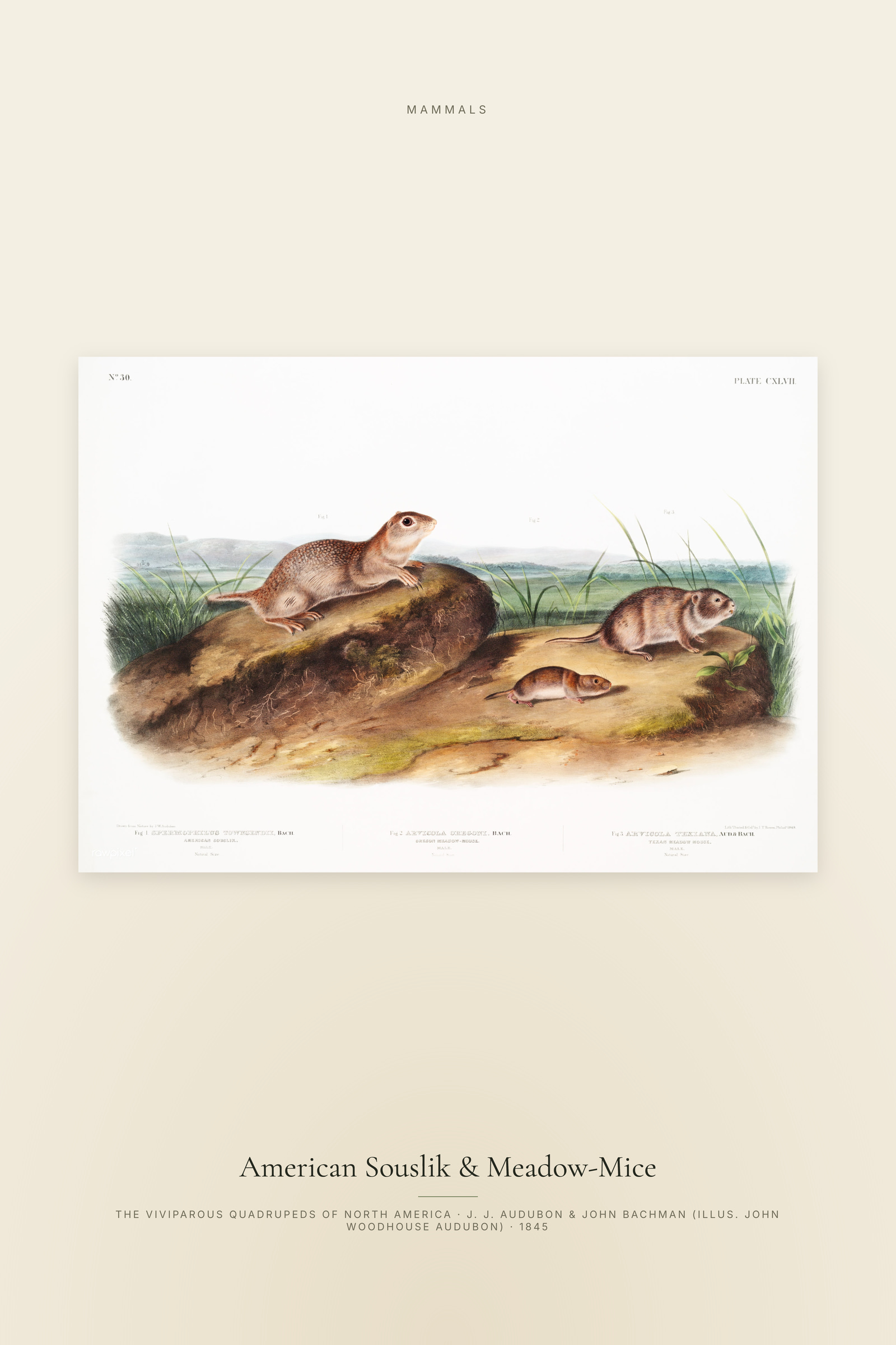 American Souslik & Meadow-Mice