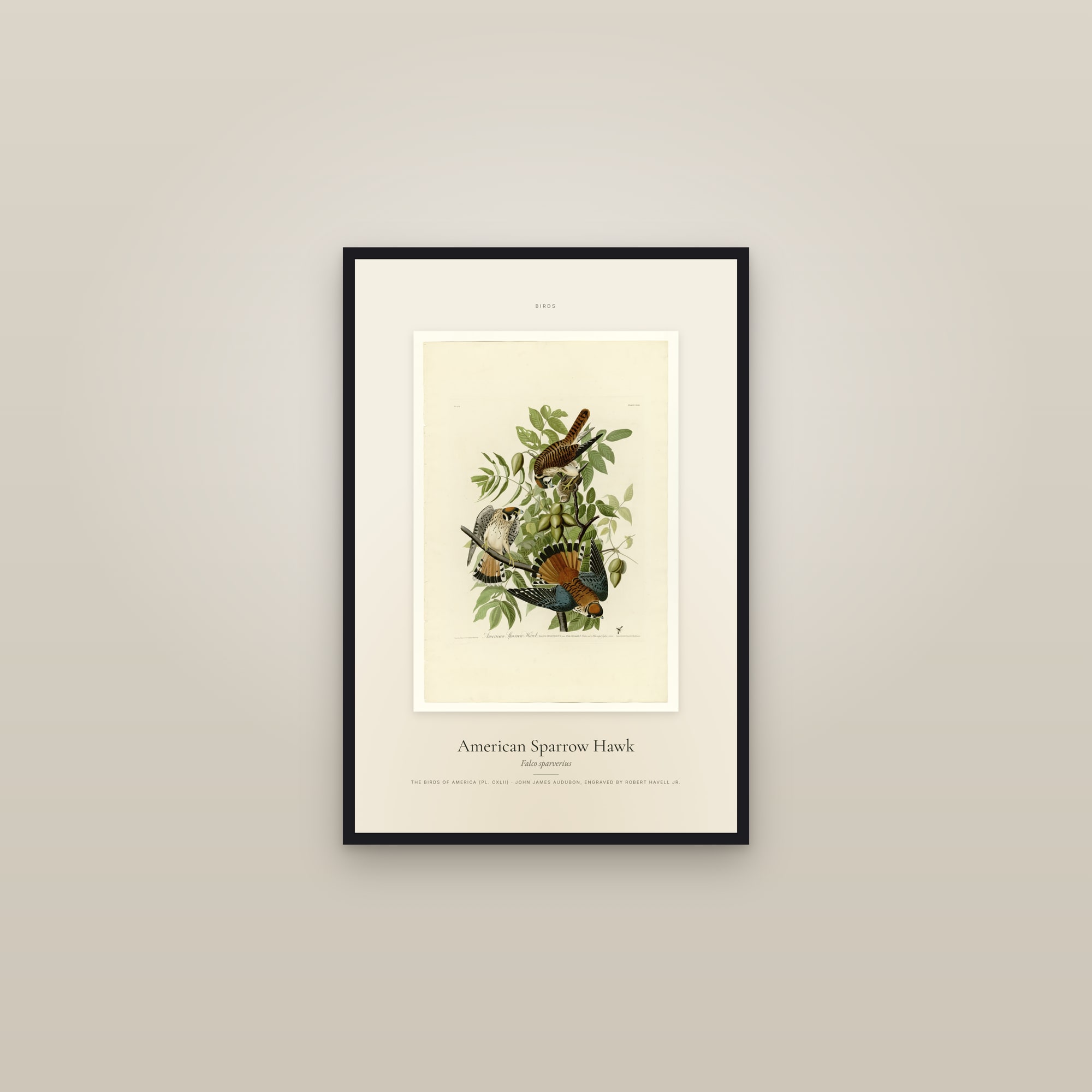 American Sparrow Hawk — Specimen — framed in a gallery setting