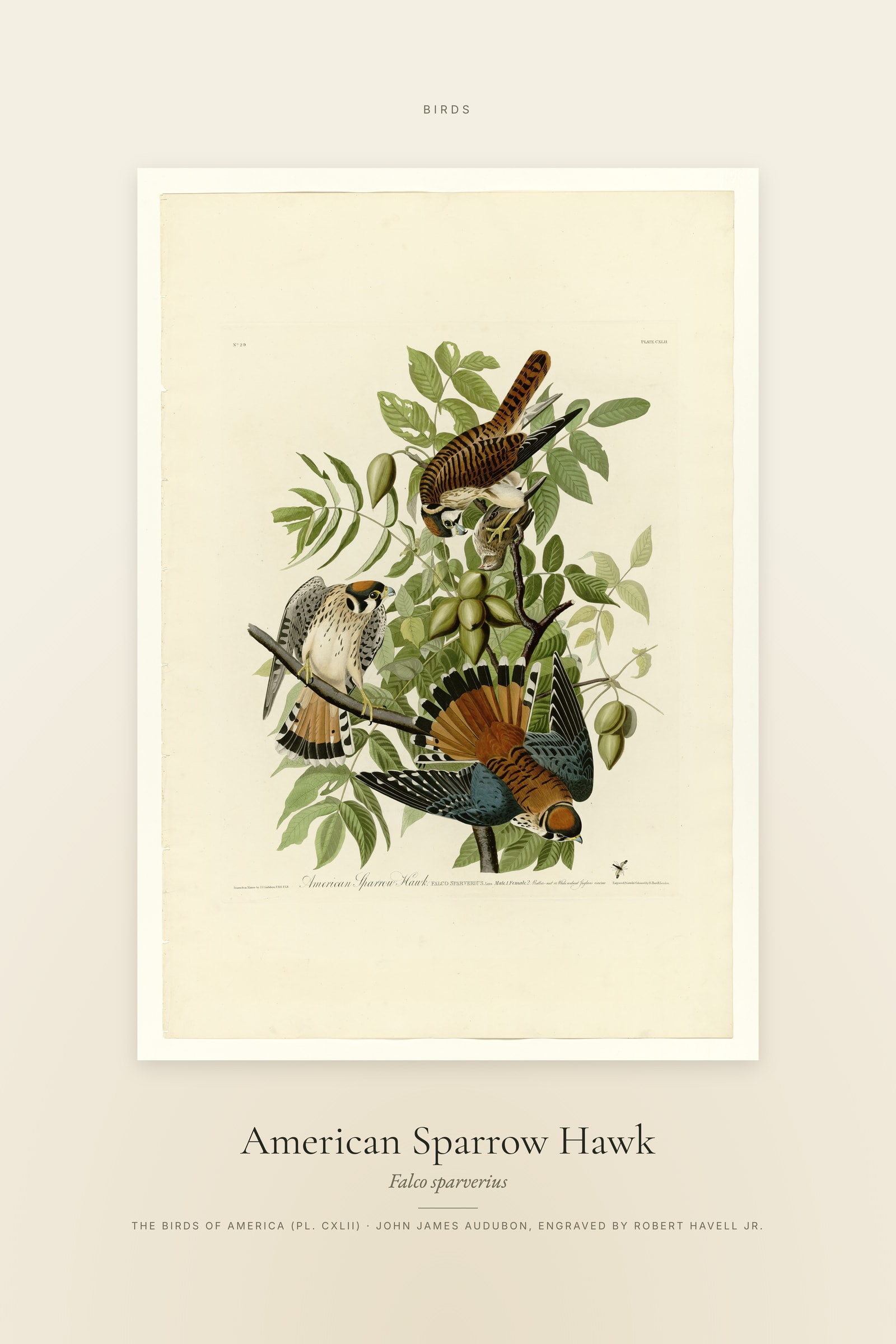American Sparrow Hawk — Specimen