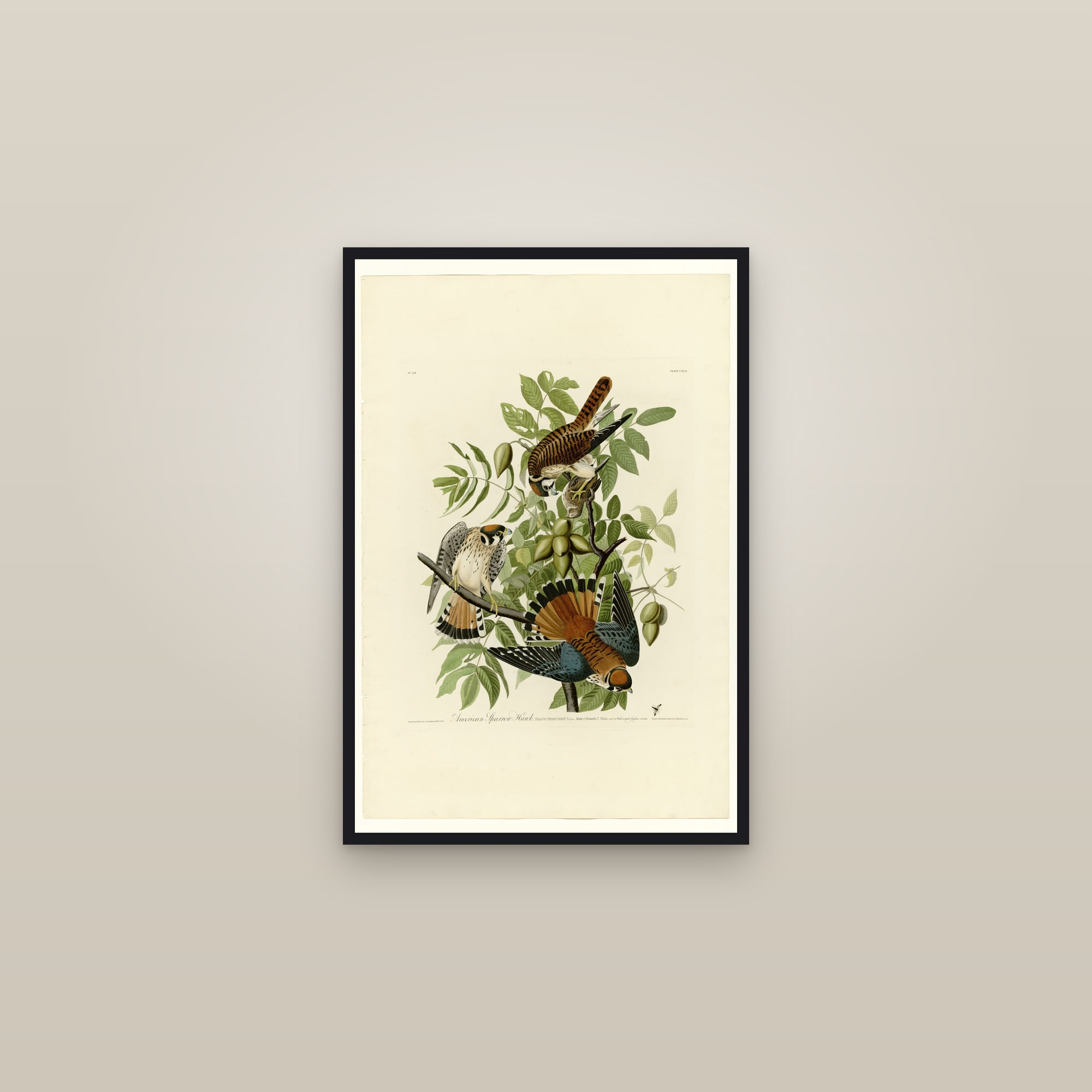 American Sparrow Hawk — framed in a gallery setting