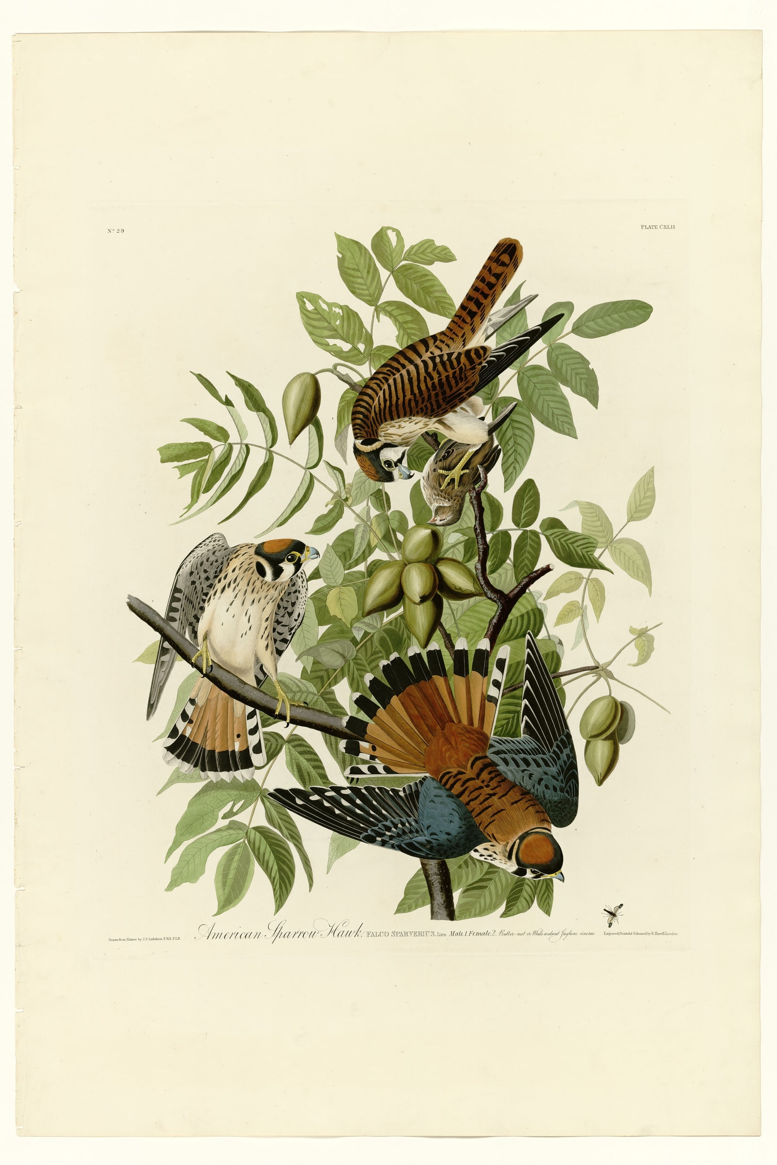 American Sparrow Hawk