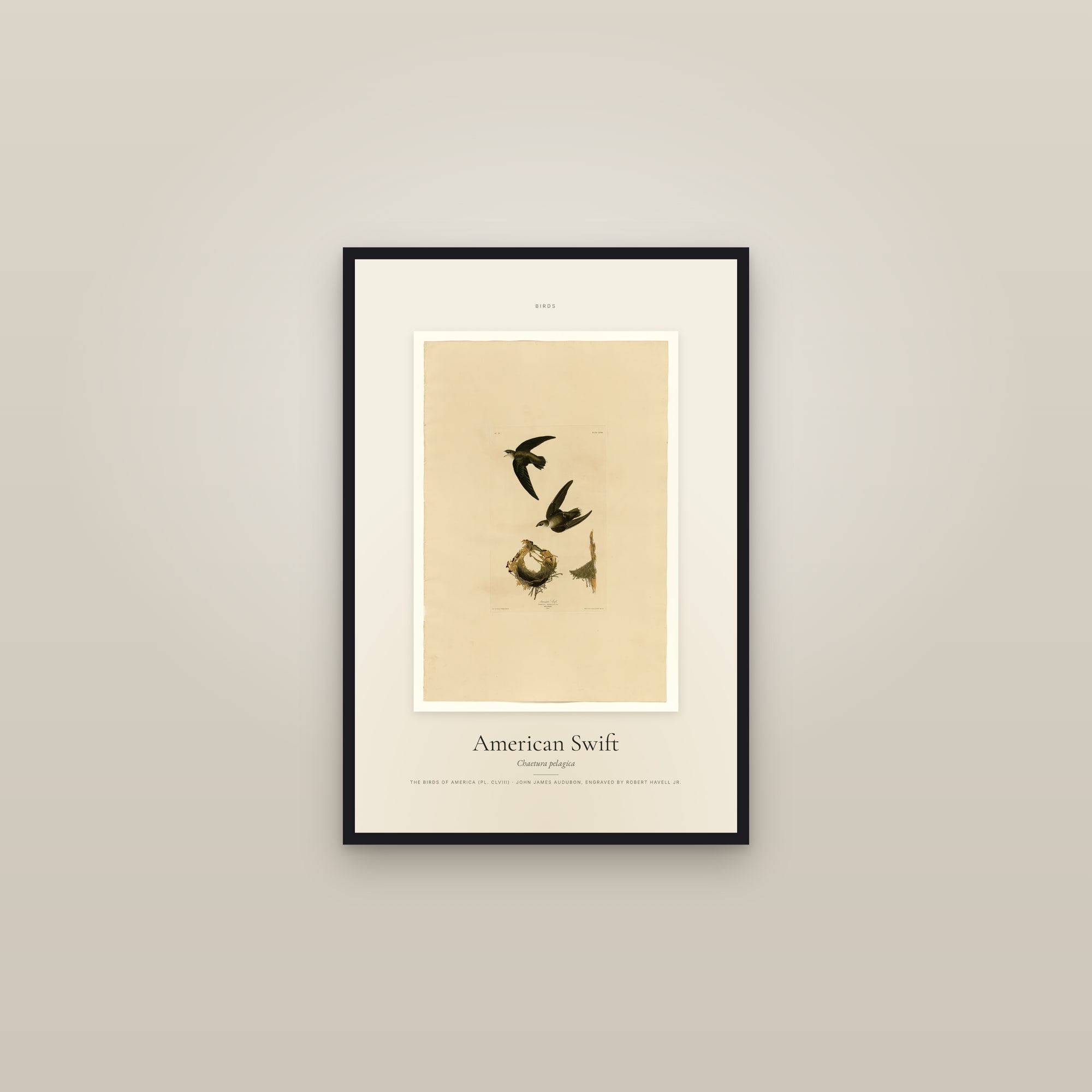 American Swift — Specimen — framed in a gallery setting