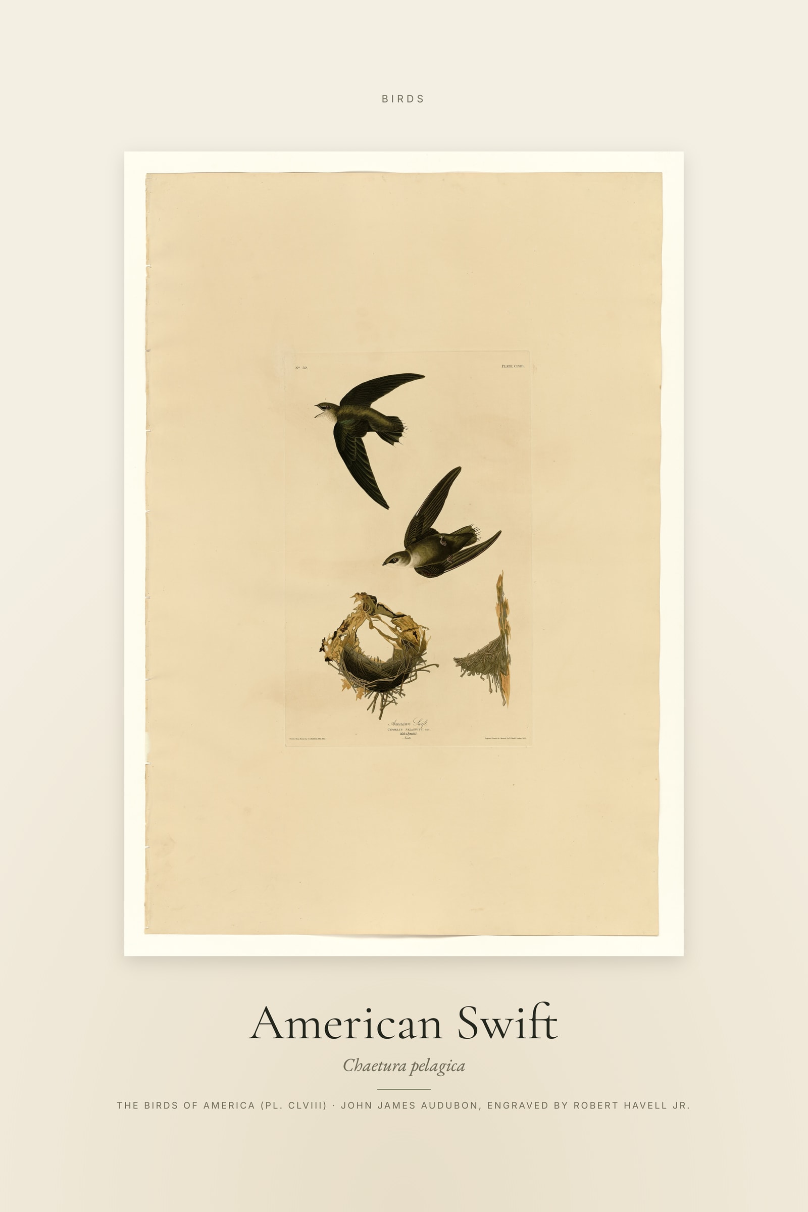 American Swift — Specimen