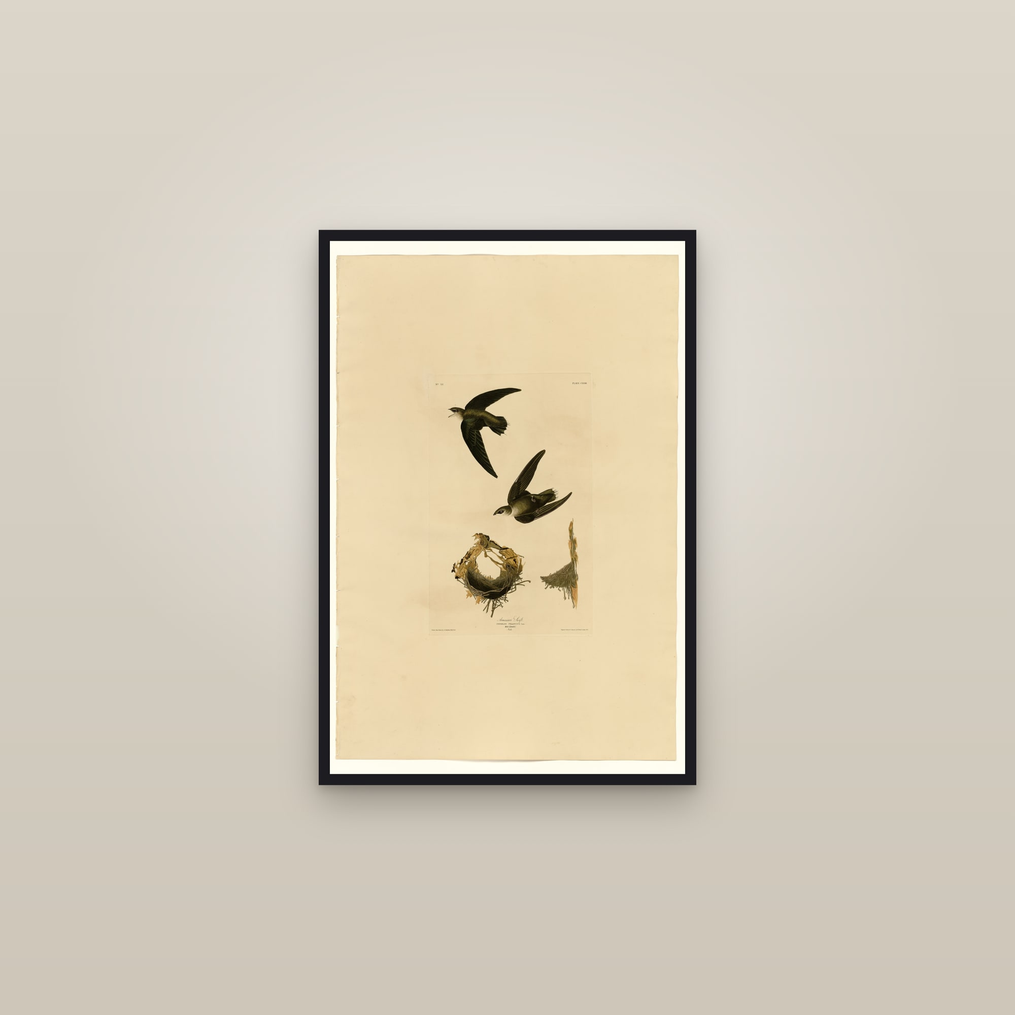 American Swift — framed in a gallery setting