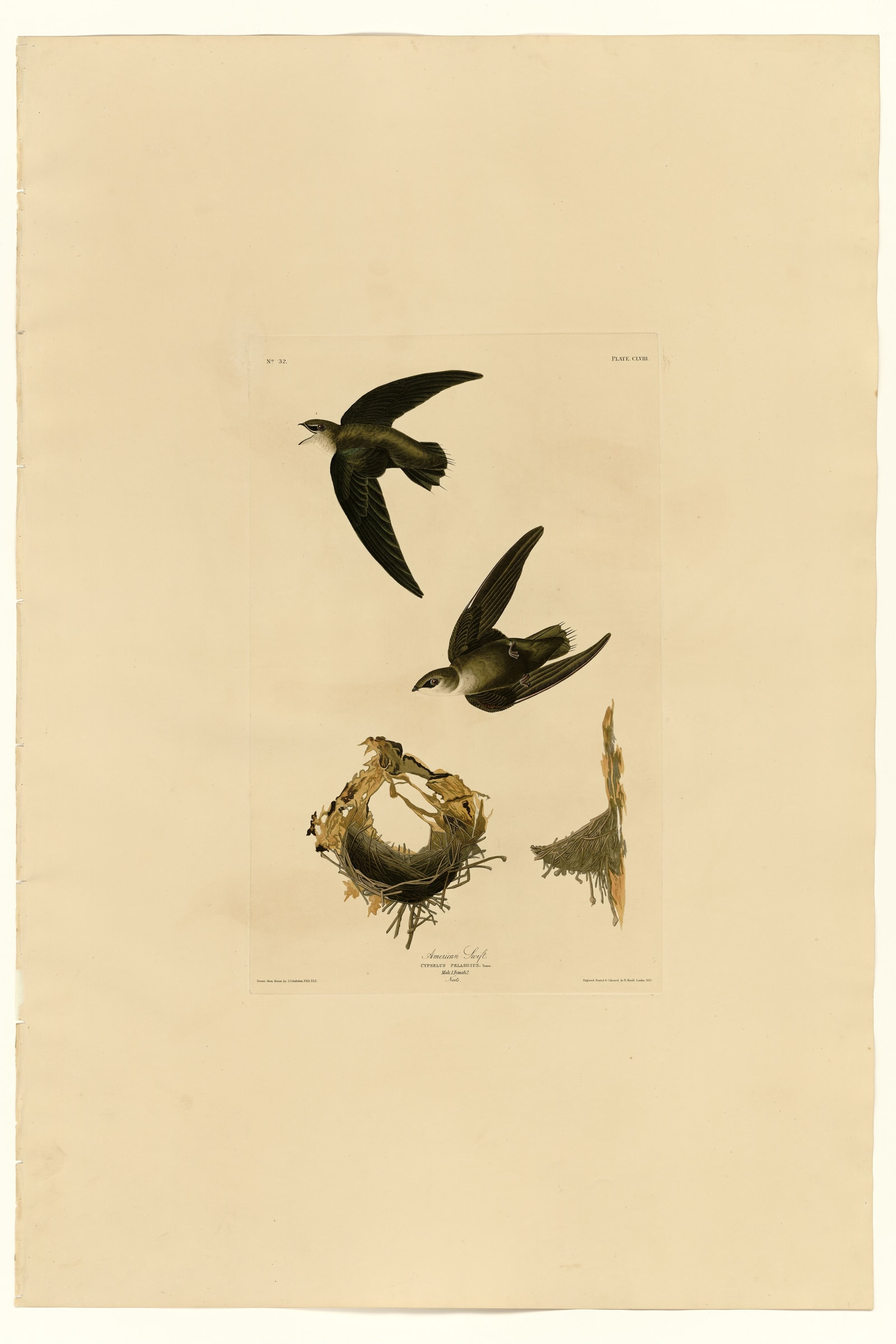 American Swift